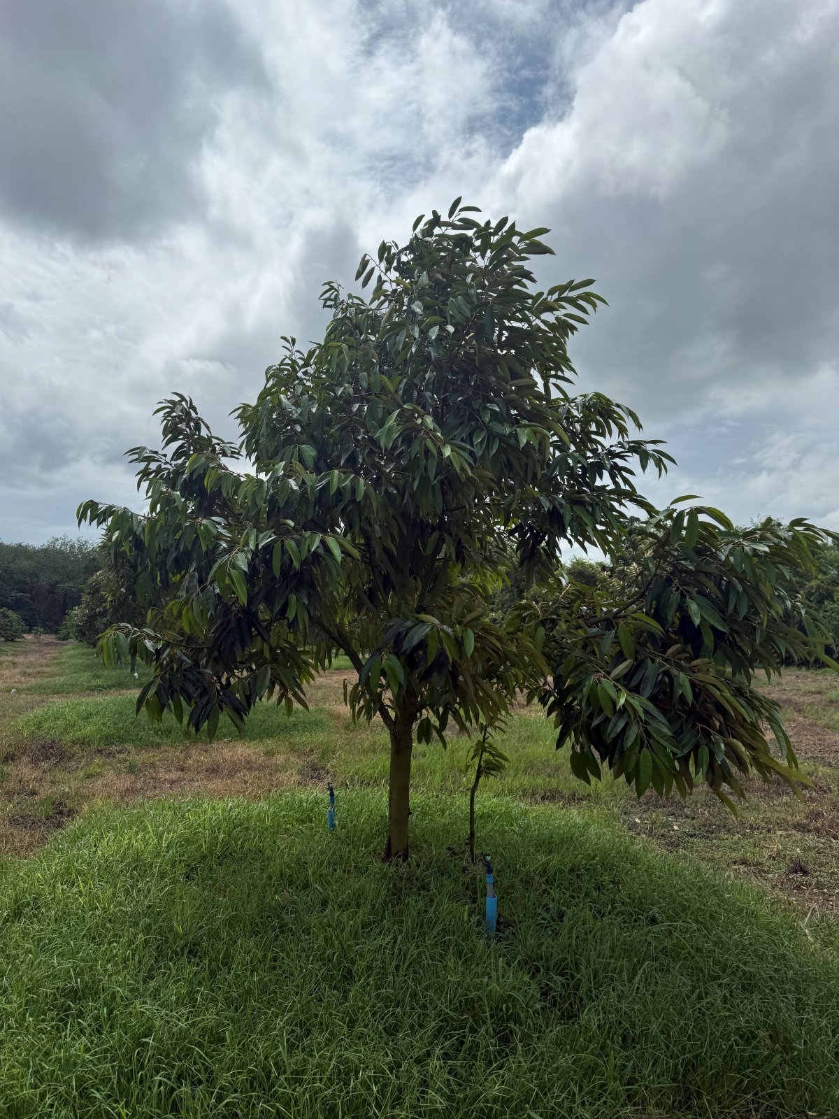 ต้นทุเรียนหมายเลข 100 สวน Scenic Durian Land