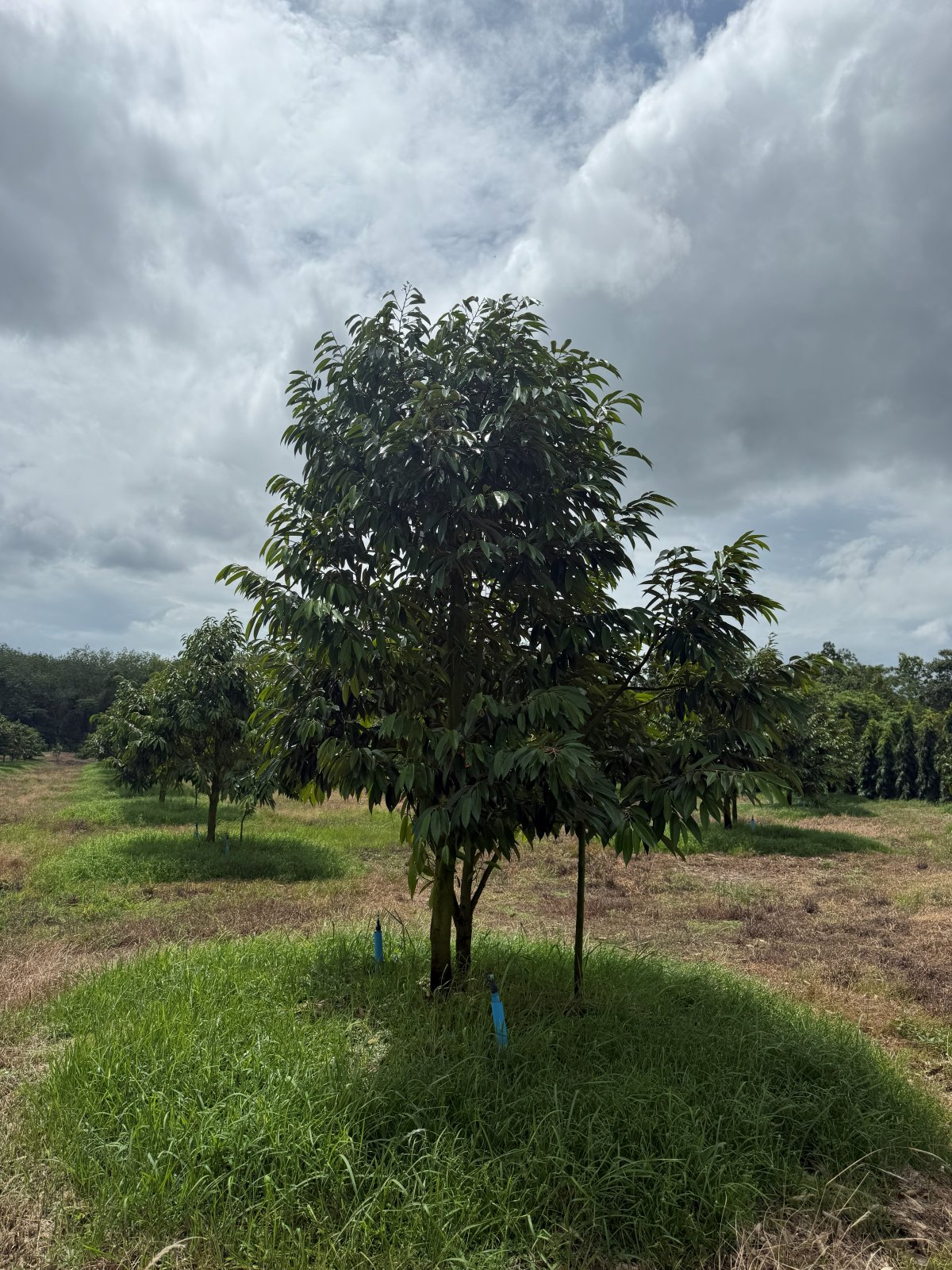 ต้นทุเรียนหมายเลข 101 สวน Scenic Durian Land
