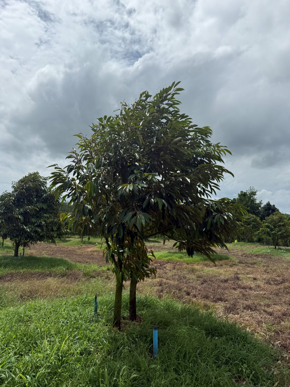 ต้นทุเรียนหมายเลข 105 สวน Scenic Durian Land