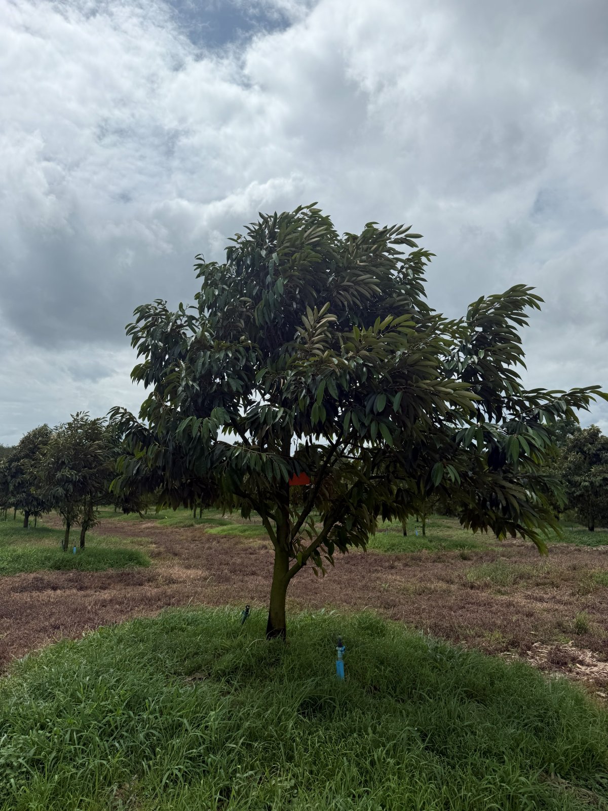 ต้นทุเรียนหมายเลข 106 สวน Scenic Durian Land