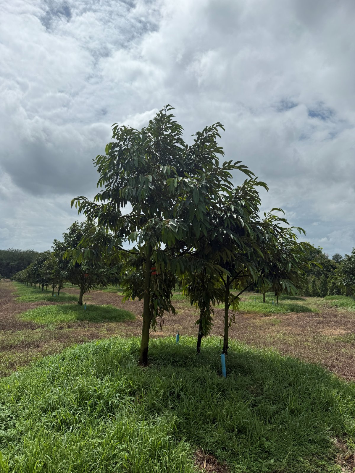 ต้นทุเรียนหมายเลข 107 สวน Scenic Durian Land