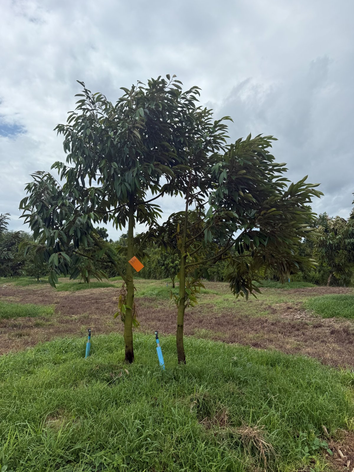 ต้นทุเรียนหมายเลข 114 สวน Scenic Durian Land