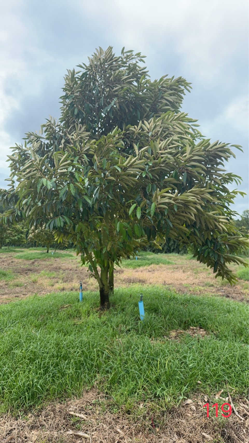 ต้นทุเรียนหมายเลข 119 สวน Scenic Durian Land