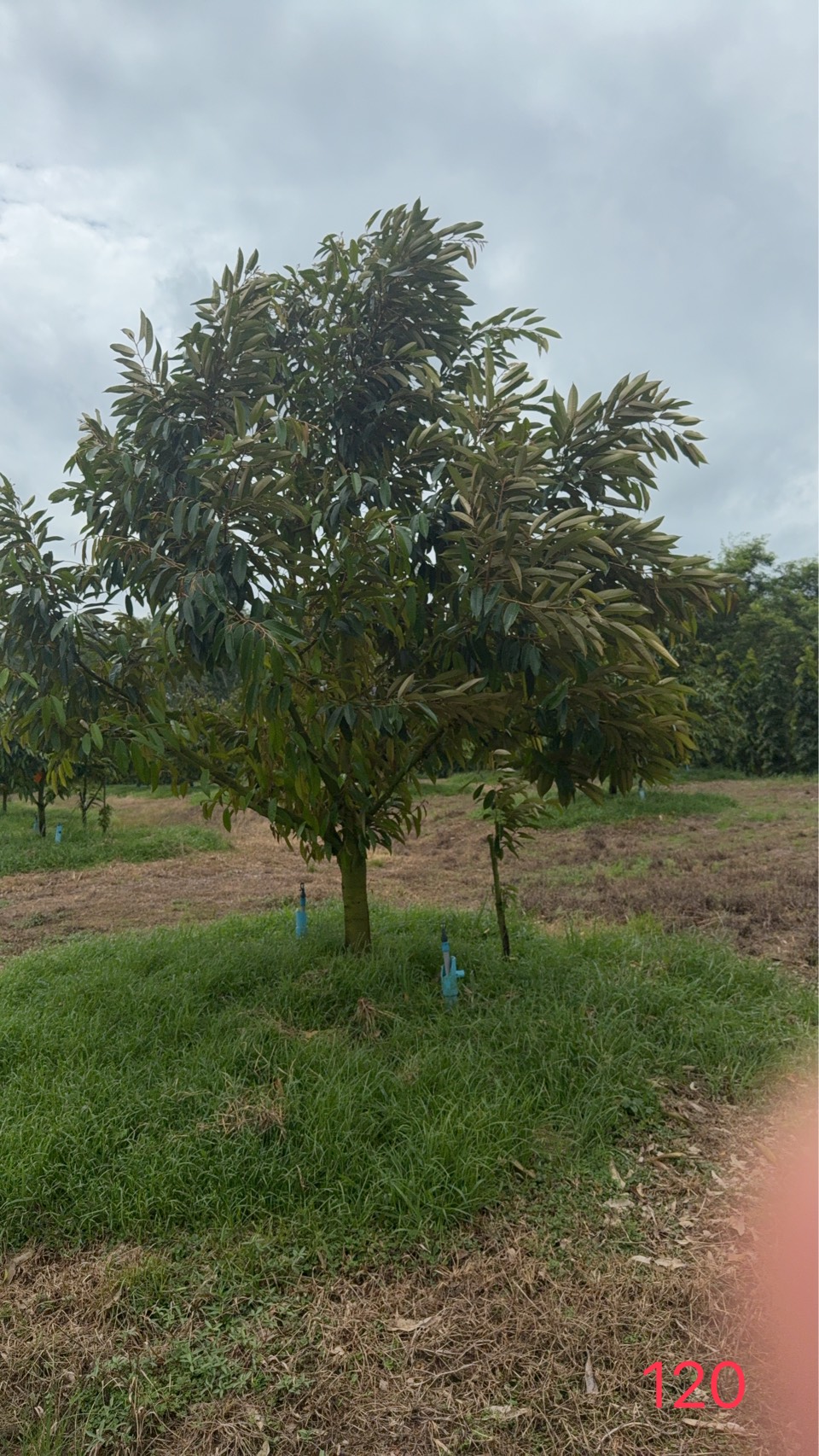 ต้นทุเรียนหมายเลข 120 สวน Scenic Durian Land