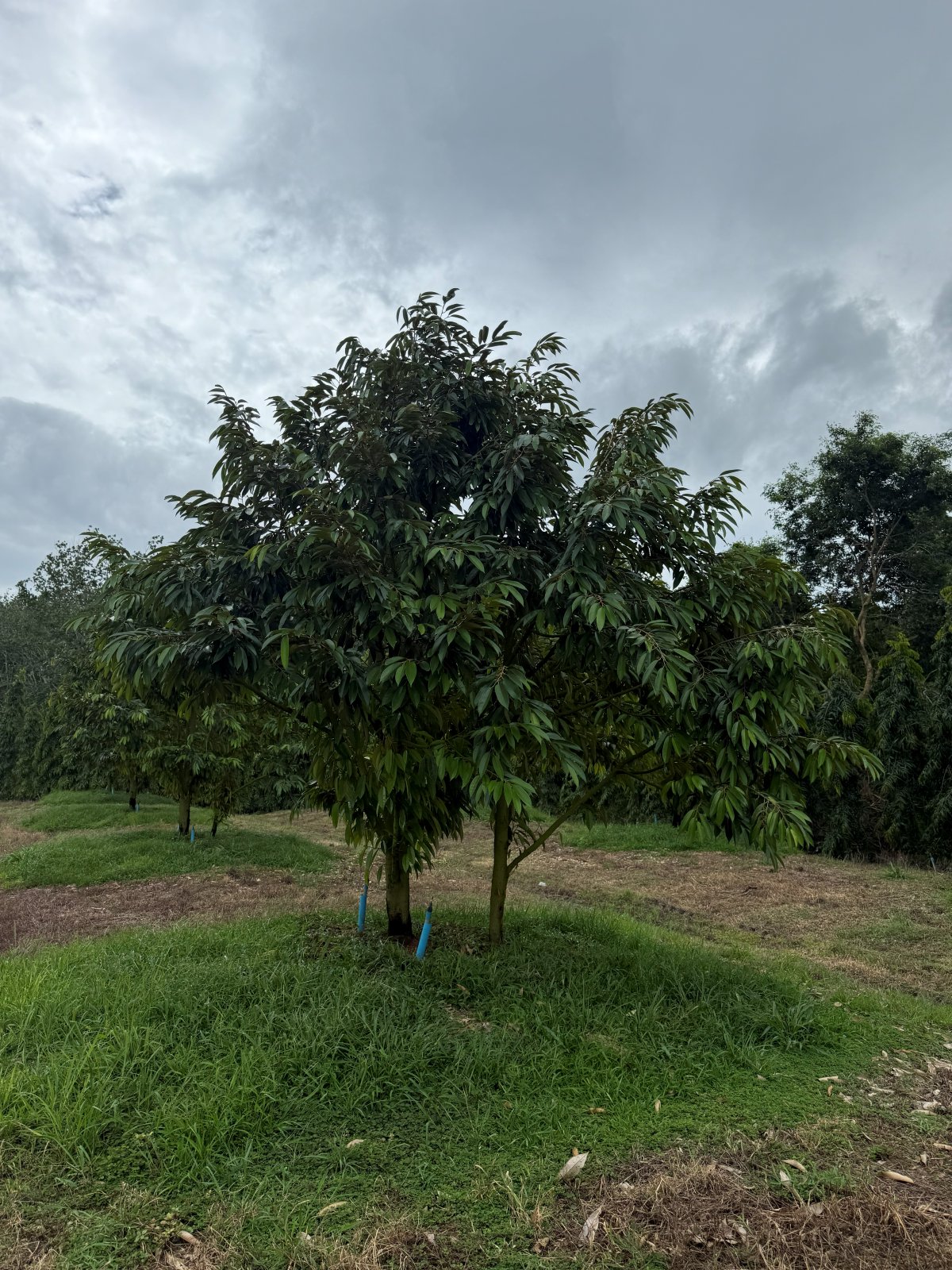 ต้นทุเรียนหมายเลข 135 สวน Scenic Durian Land