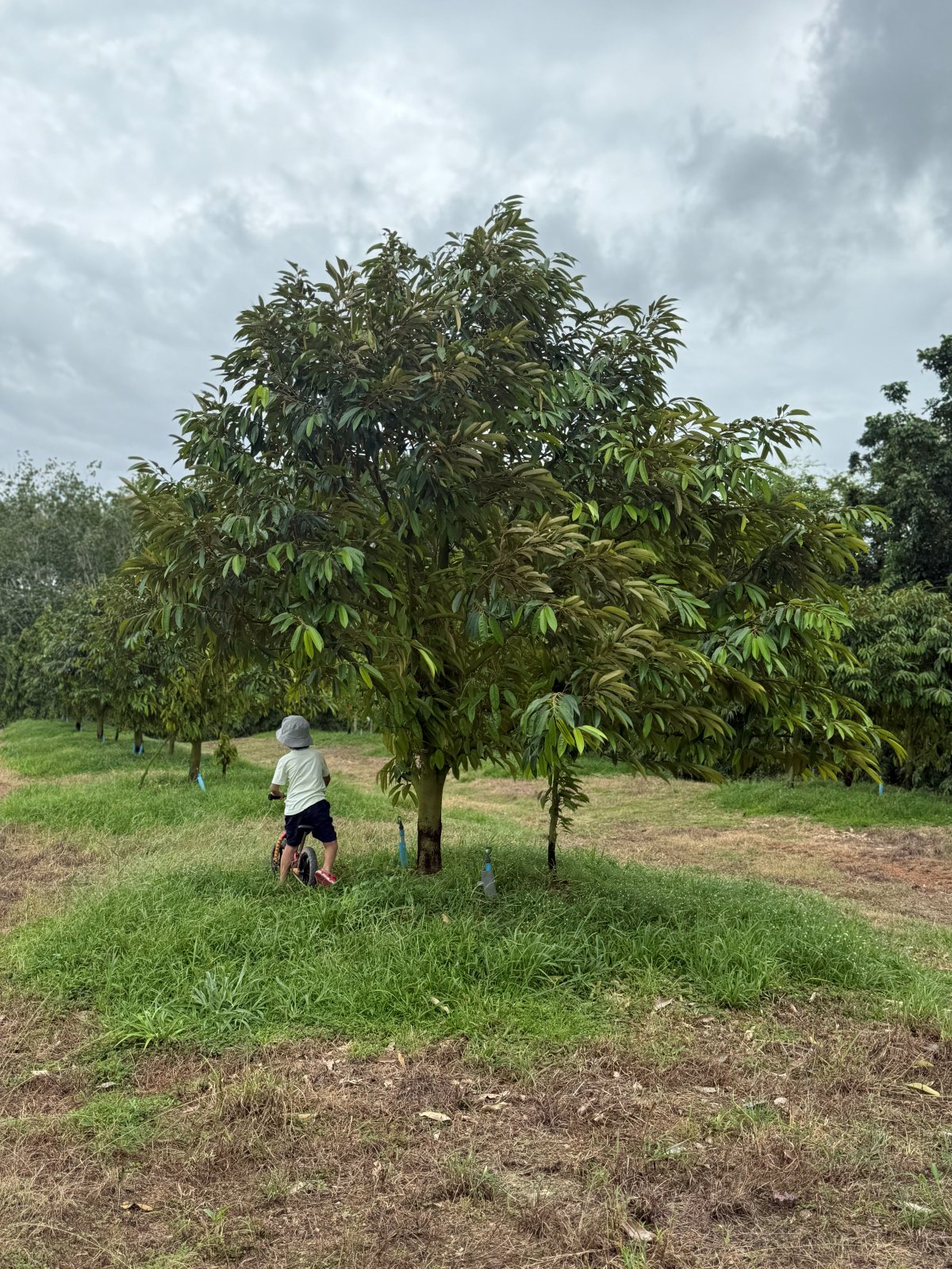 ต้นทุเรียนหมายเลข 137 สวน Scenic Durian Land