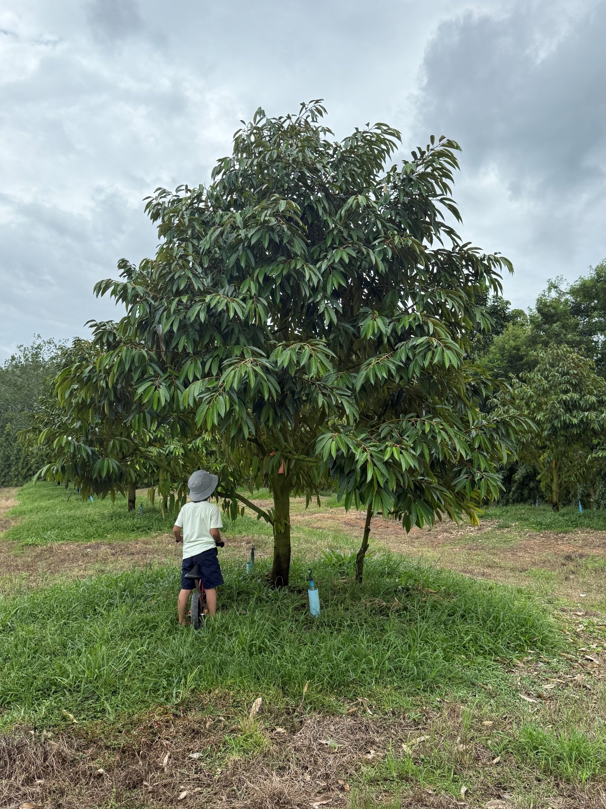 ต้นทุเรียนหมายเลข 138 สวน Scenic Durian Land