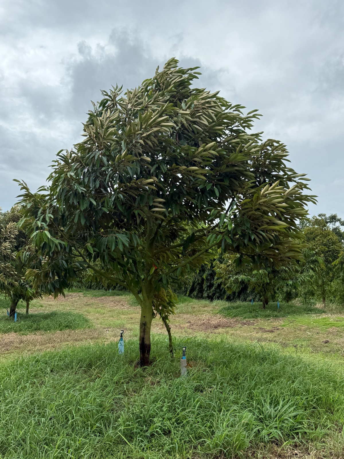 ต้นทุเรียนหมายเลข 140 สวน Scenic Durian Land