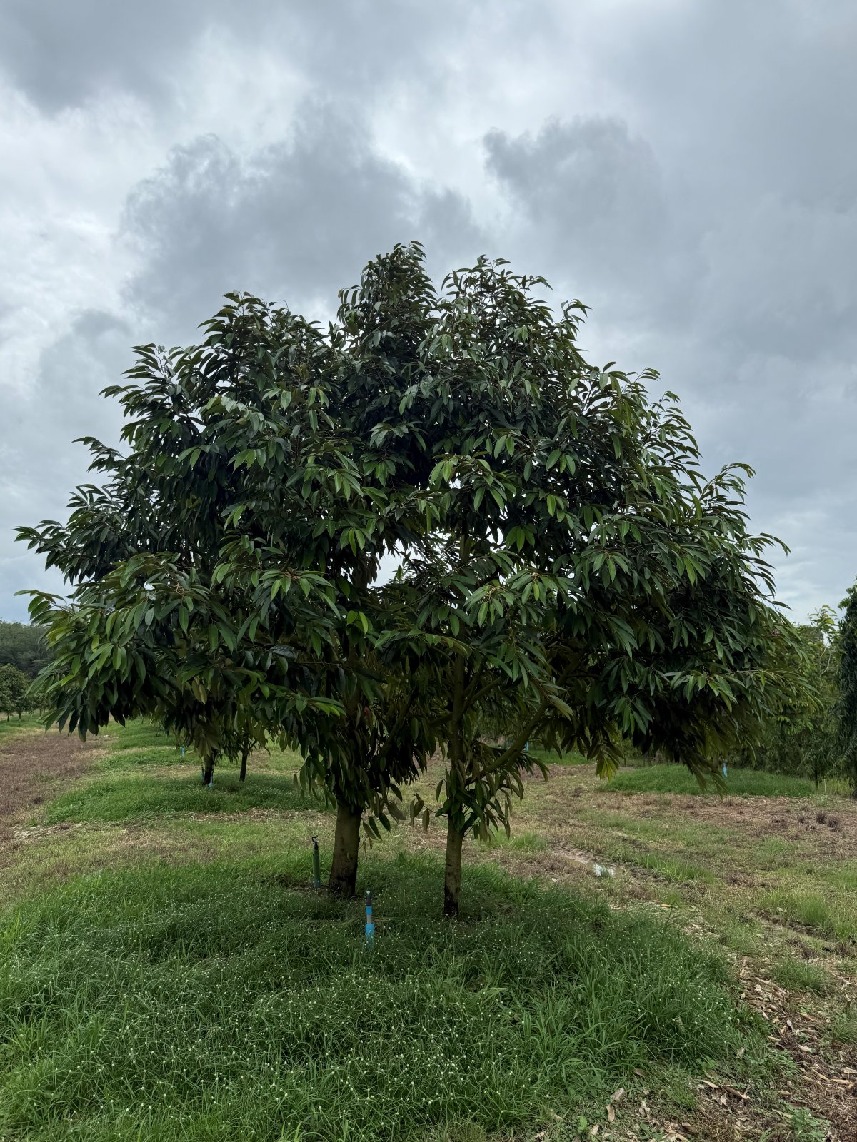 ต้นทุเรียนหมายเลข 146 สวน Scenic Durian Land