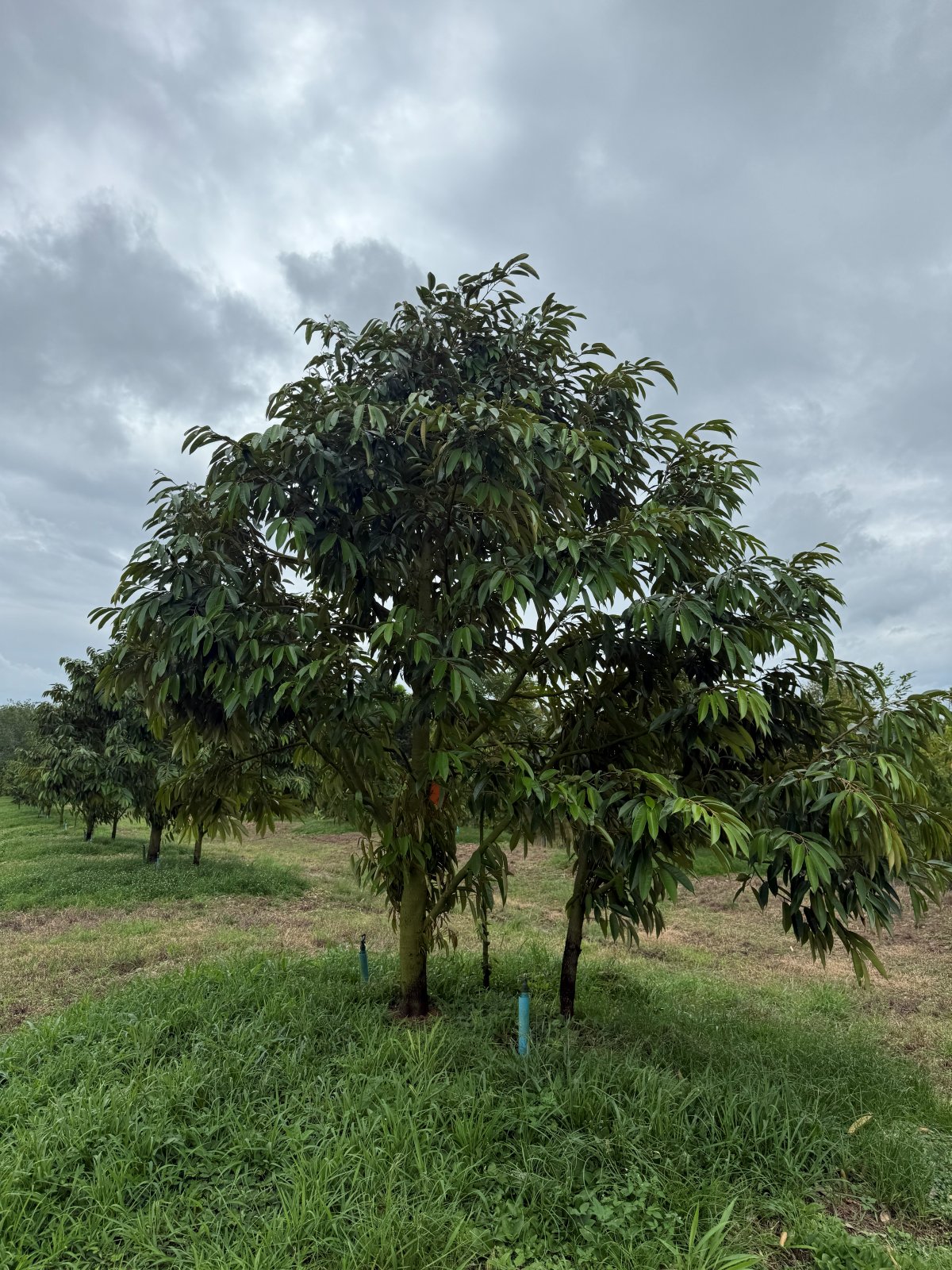 ต้นทุเรียนหมายเลข 147 สวน Scenic Durian Land
