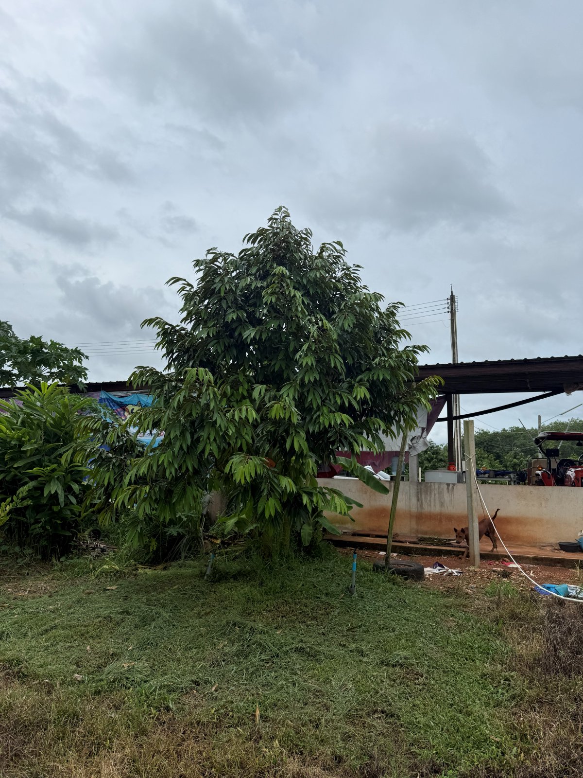 ต้นทุเรียนหมายเลข 15 สวน Scenic Durian Land