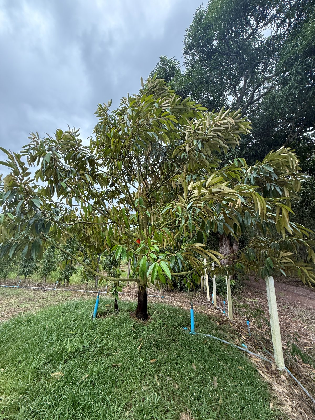 ต้นทุเรียนหมายเลข 150 สวน Scenic Durian Land