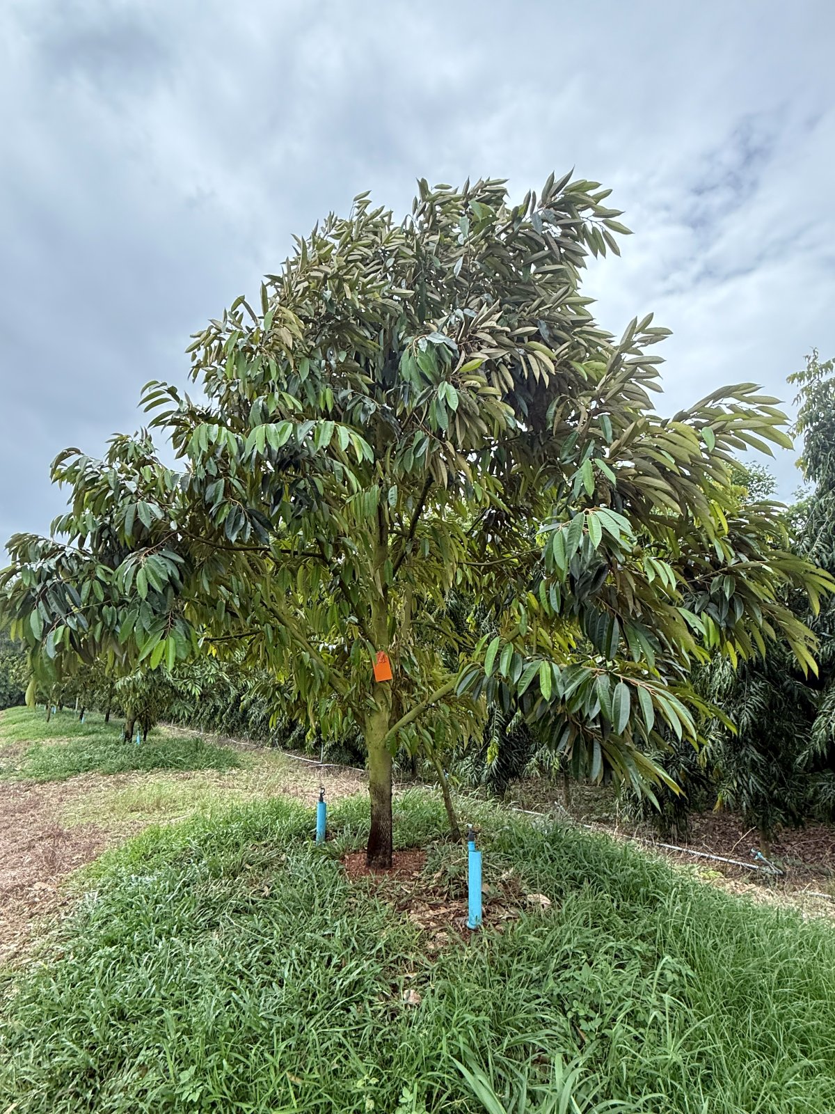 ต้นทุเรียนหมายเลข 161 สวน Scenic Durian Land