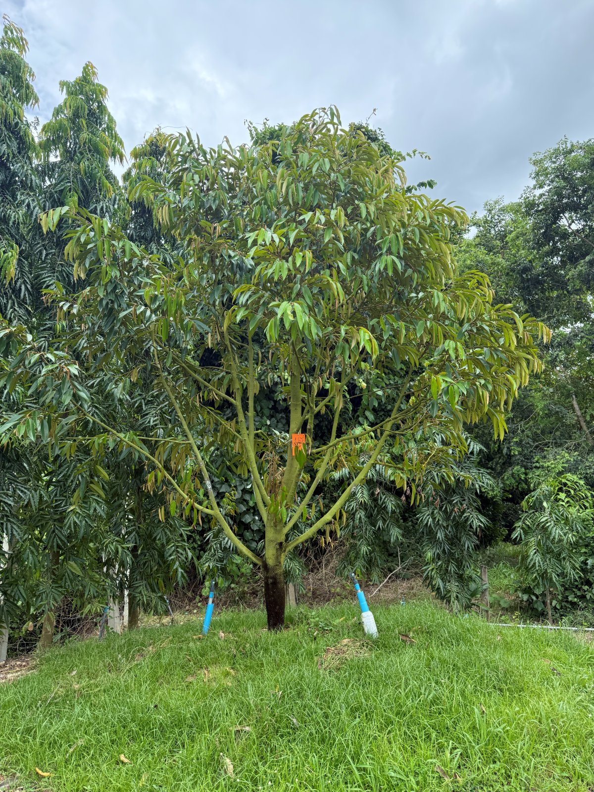 ต้นทุเรียนหมายเลข 167 สวน Scenic Durian Land