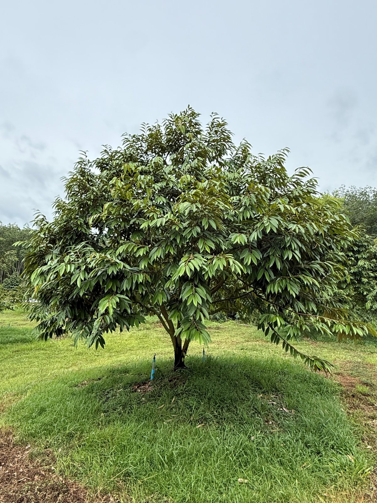 ต้นทุเรียนหมายเลข 169 สวน Scenic Durian Land