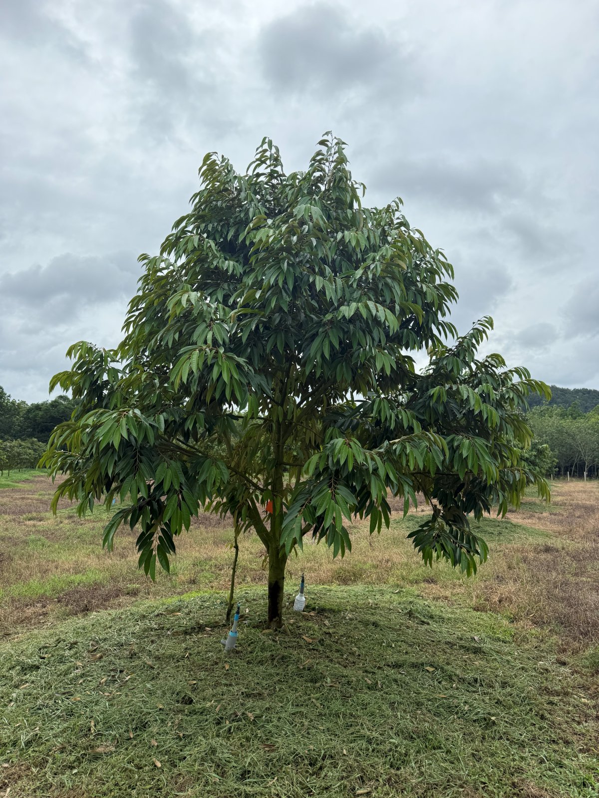 ต้นทุเรียนหมายเลข 17 สวน Scenic Durian Land