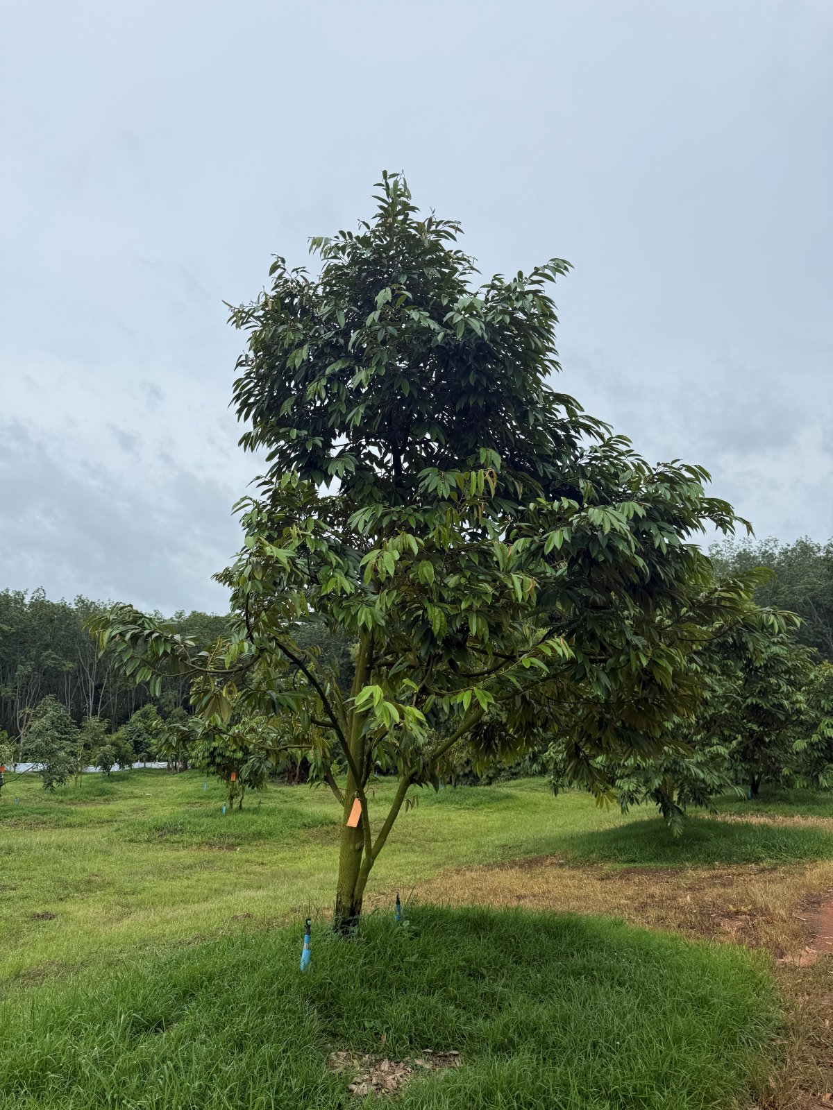 ต้นทุเรียนหมายเลข 171 สวน Scenic Durian Land
