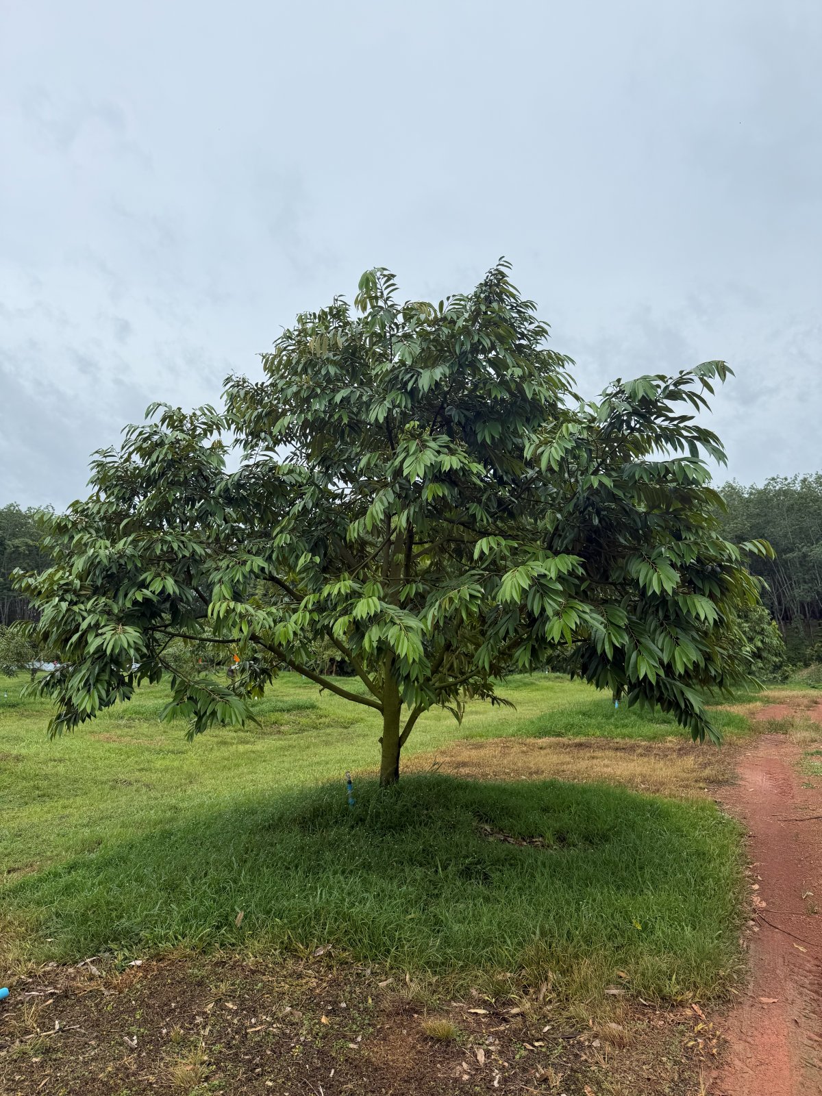ต้นทุเรียนหมายเลข 172 สวน Scenic Durian Land