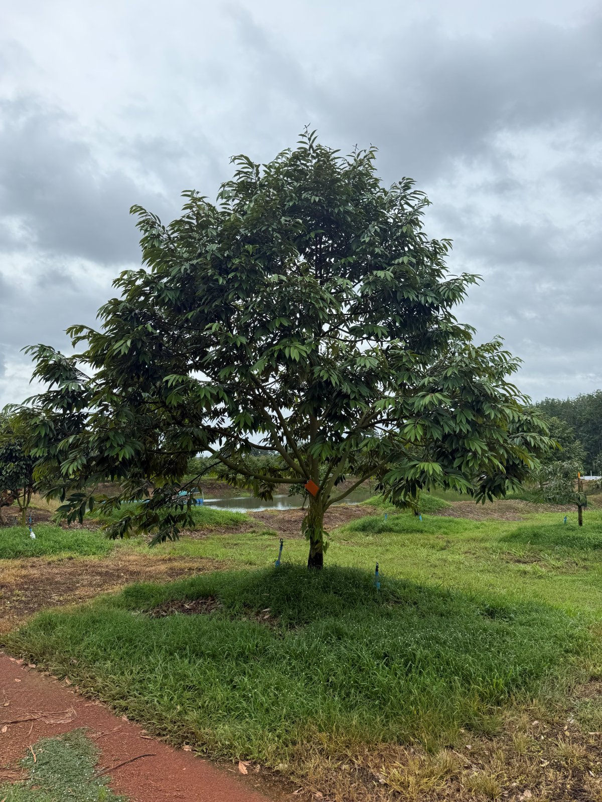 ต้นทุเรียนหมายเลข 173 สวน Scenic Durian Land