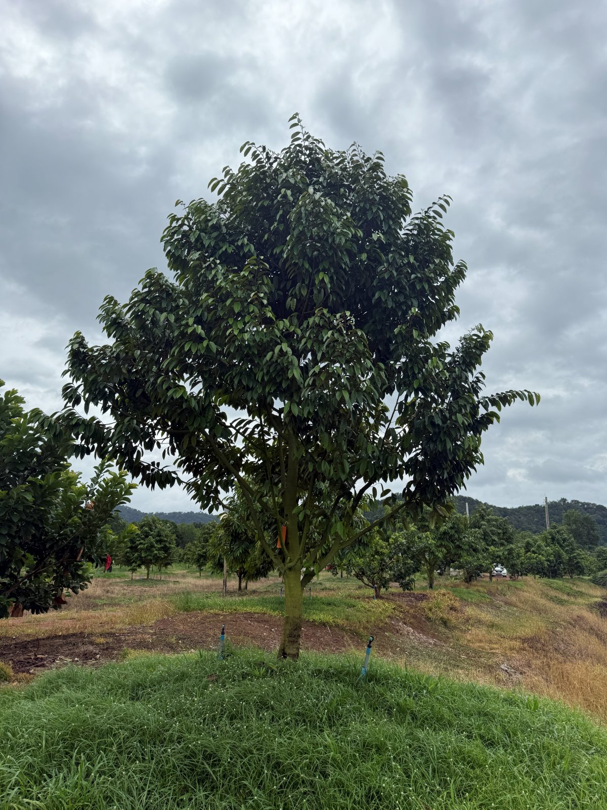 ต้นทุเรียนหมายเลข 175 สวน Scenic Durian Land
