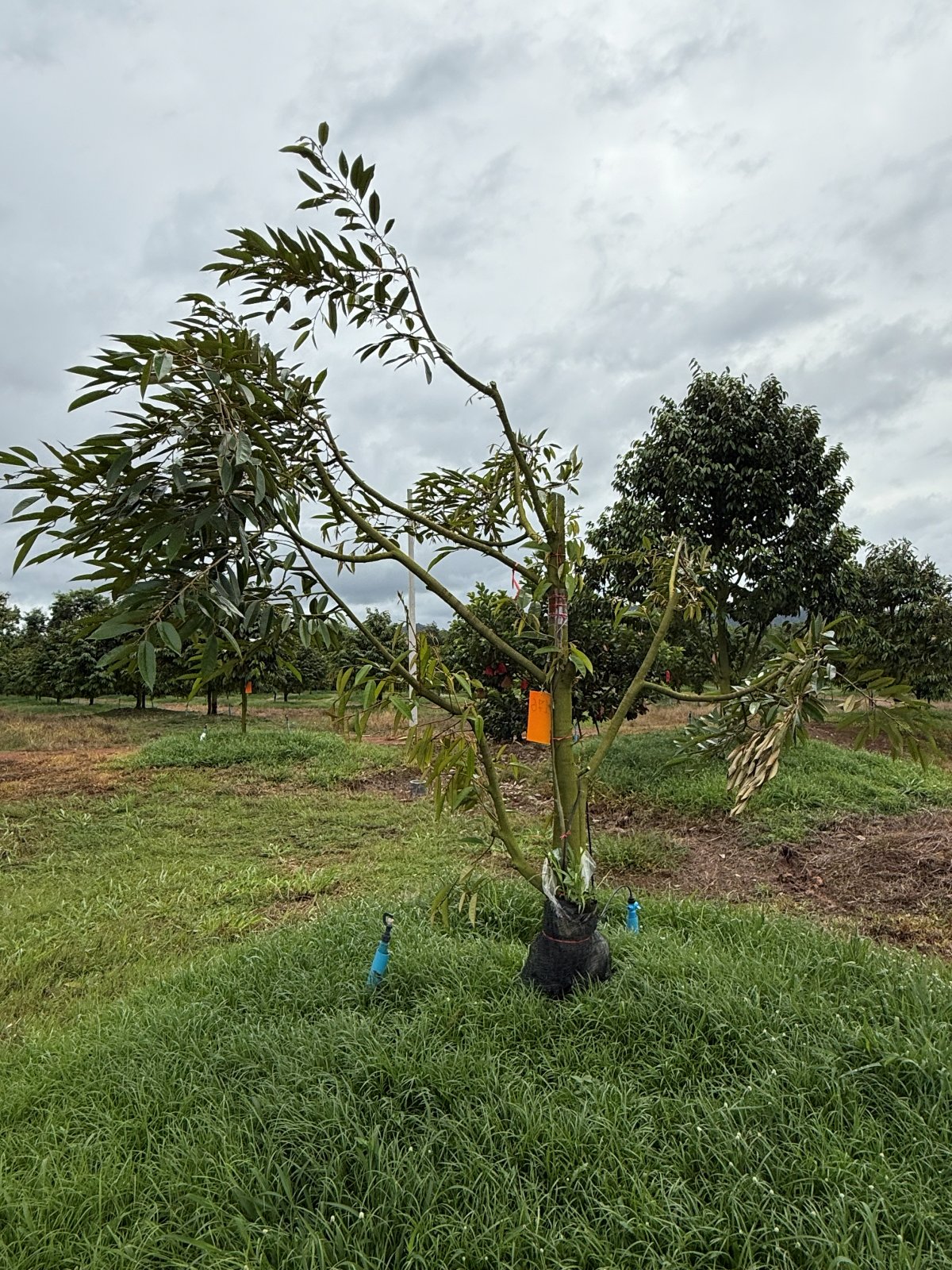 ต้นทุเรียนหมายเลข 176 สวน Scenic Durian Land