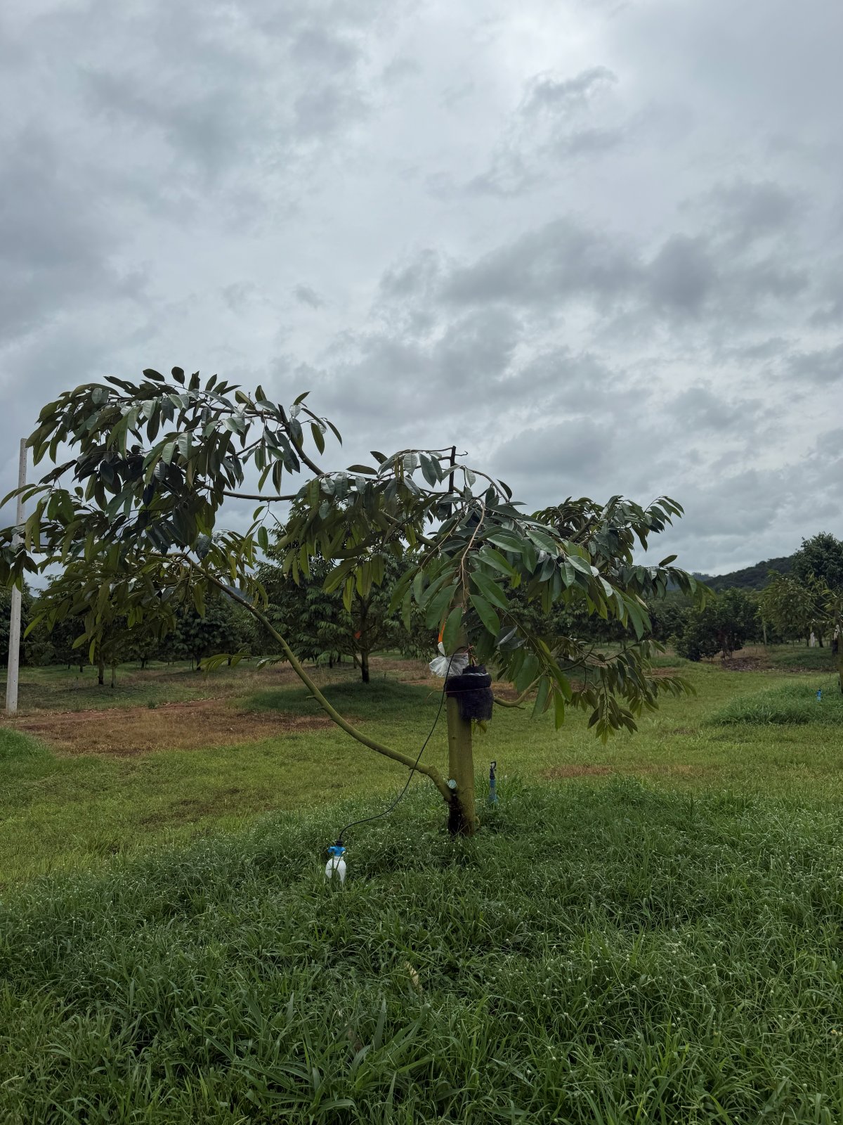 ต้นทุเรียนหมายเลข 179 สวน Scenic Durian Land