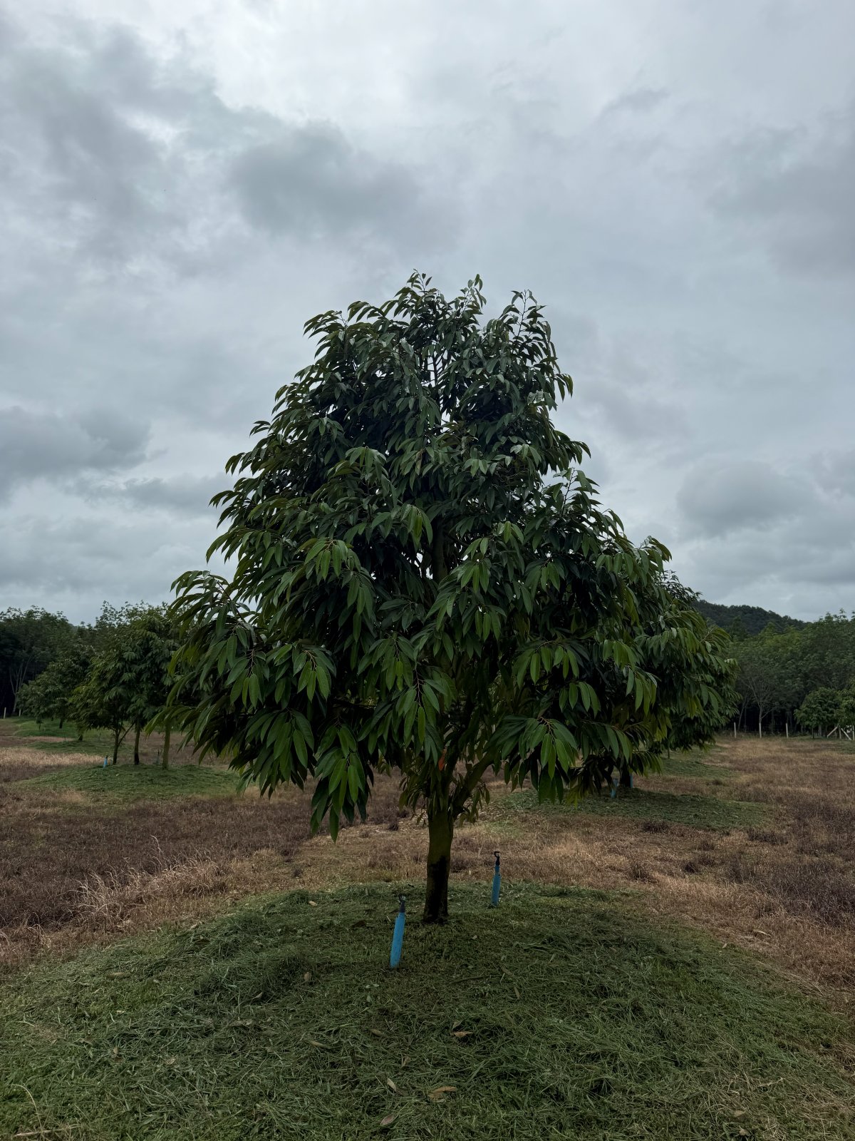ต้นทุเรียนหมายเลข 18 สวน Scenic Durian Land
