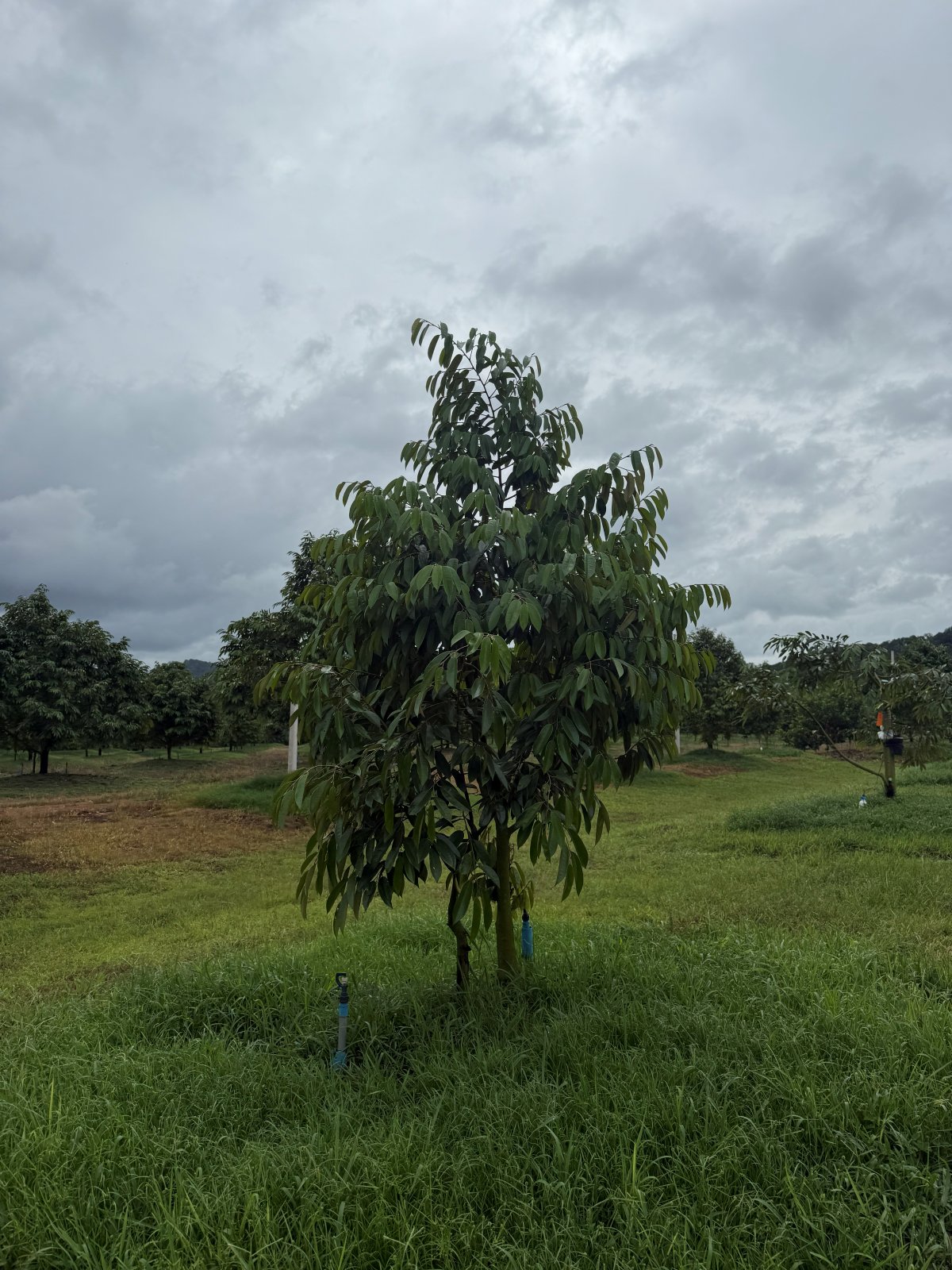 ต้นทุเรียนหมายเลข 180 สวน Scenic Durian Land