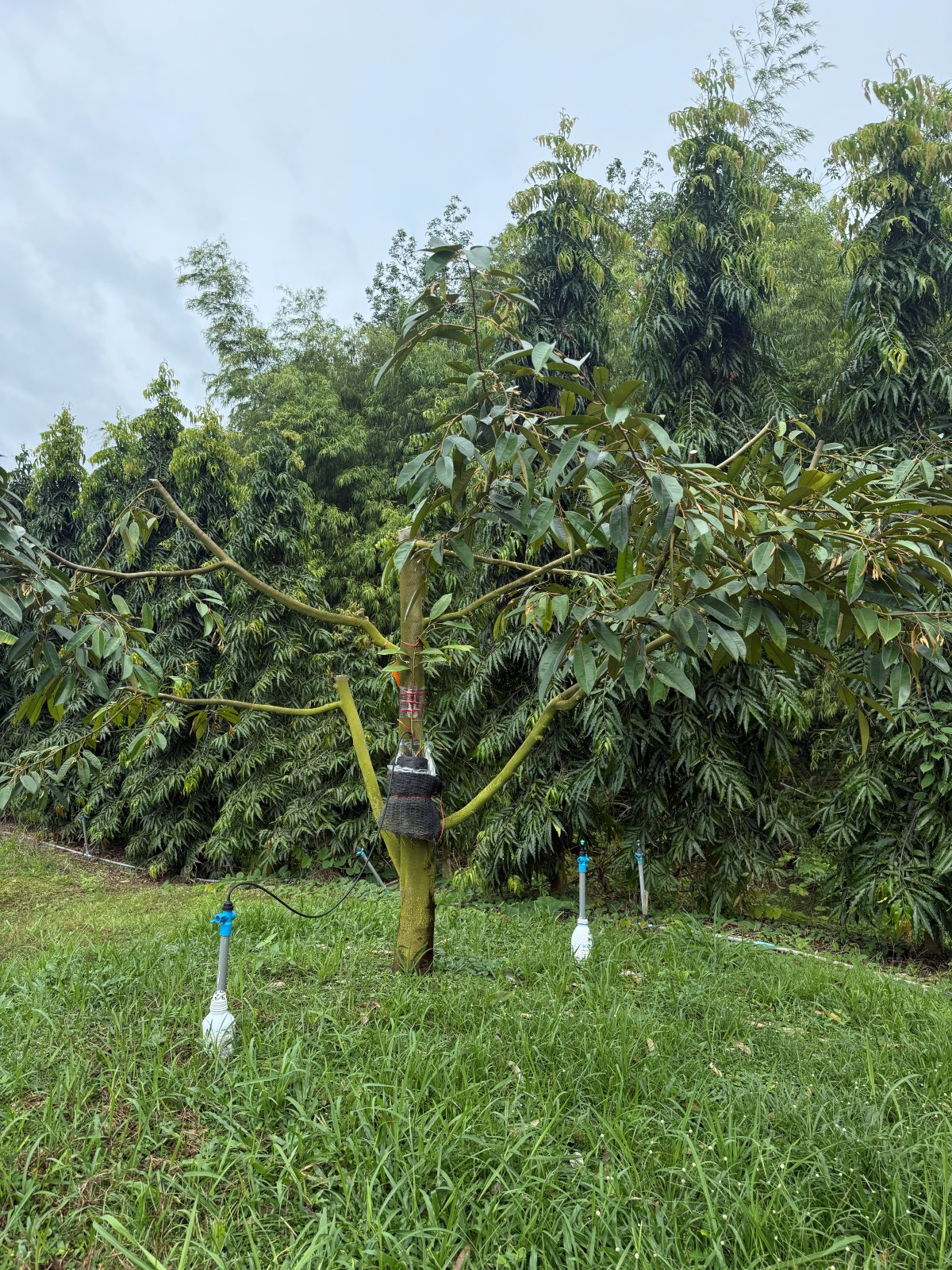 ต้นทุเรียนหมายเลข 182 สวน Scenic Durian Land