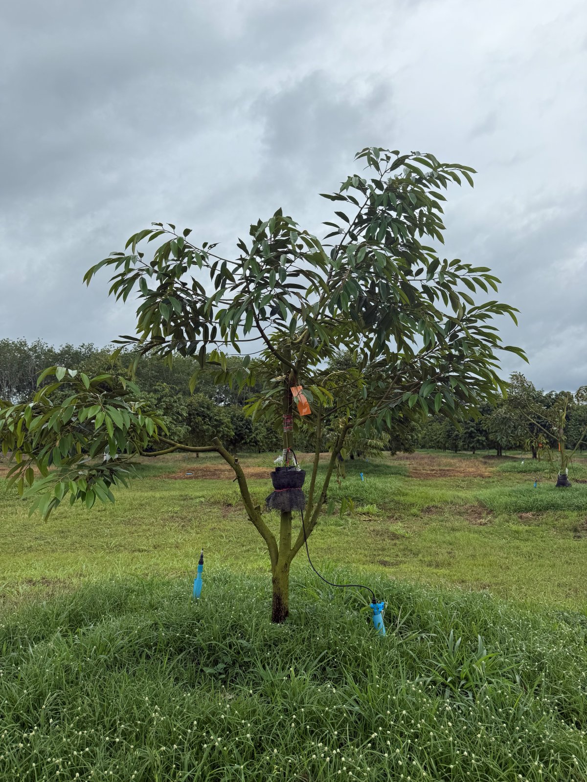 ต้นทุเรียนหมายเลข 188 สวน Scenic Durian Land