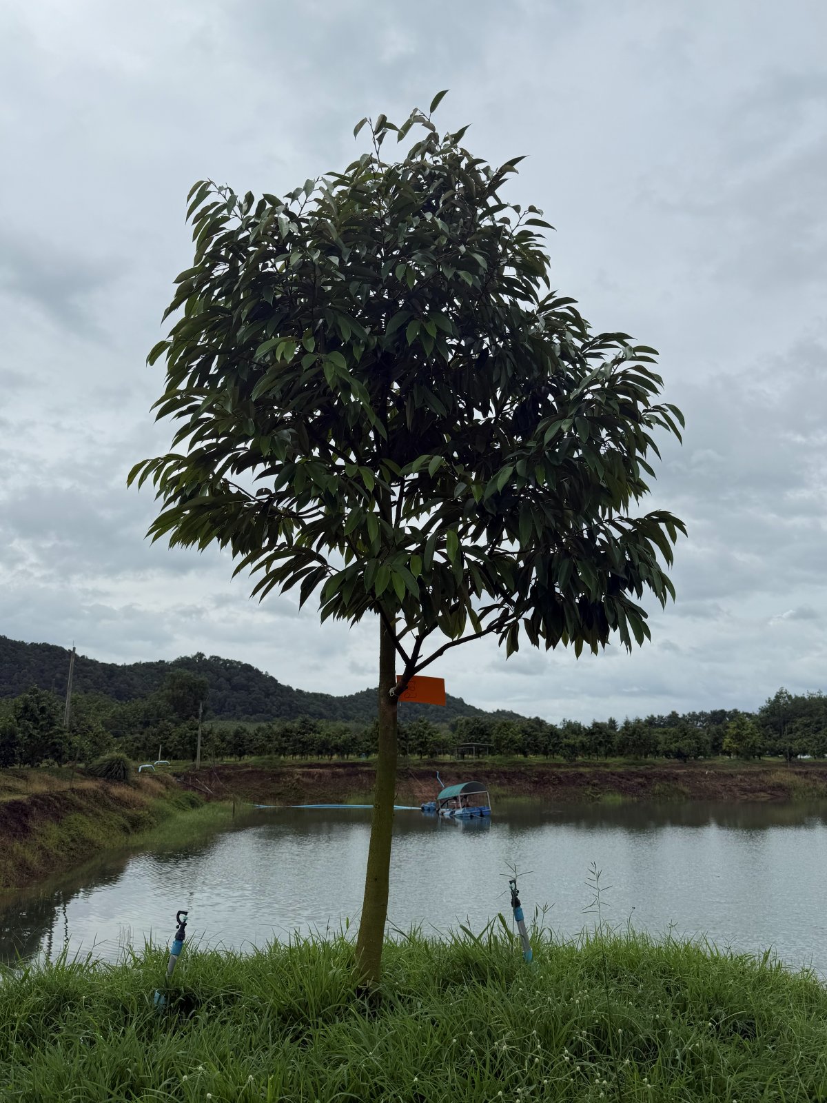 ต้นทุเรียนหมายเลข 189 สวน Scenic Durian Land