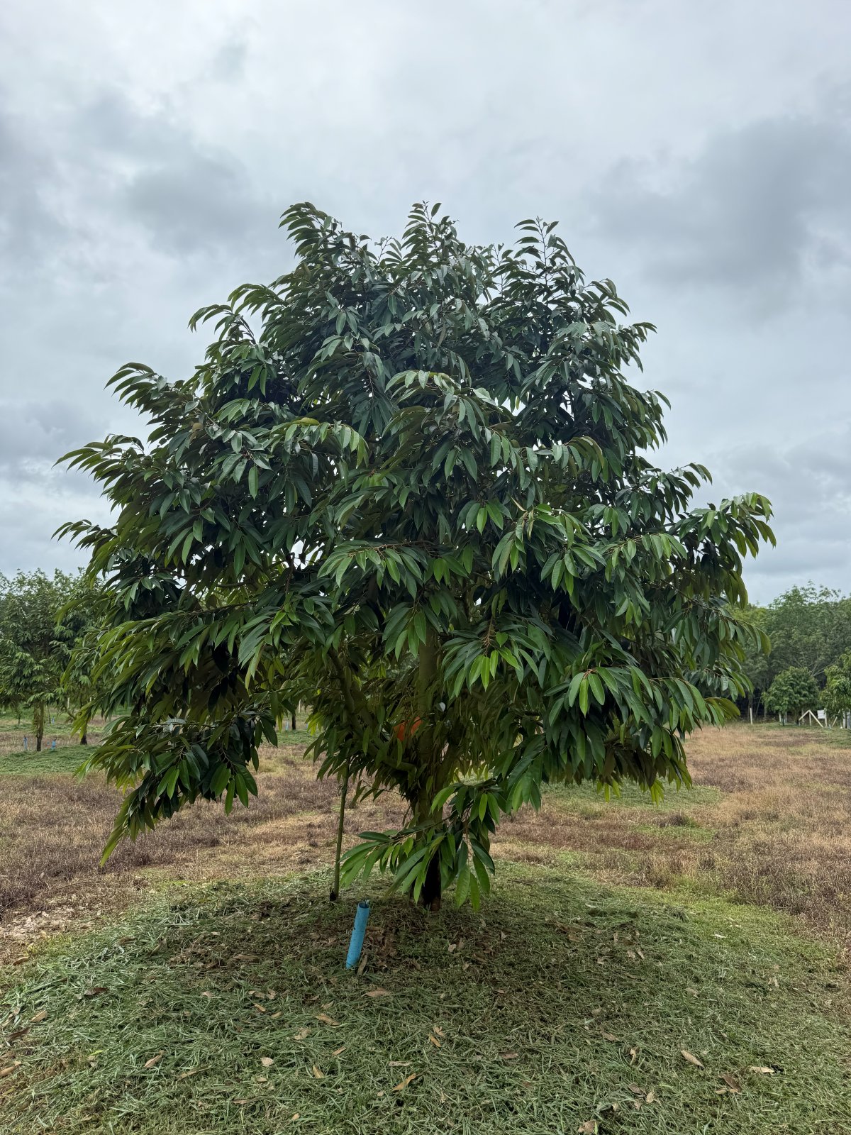 ต้นทุเรียนหมายเลข 19 สวน Scenic Durian Land