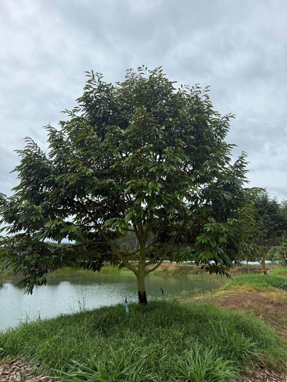ต้นทุเรียนหมายเลข 190 สวน Scenic Durian Land