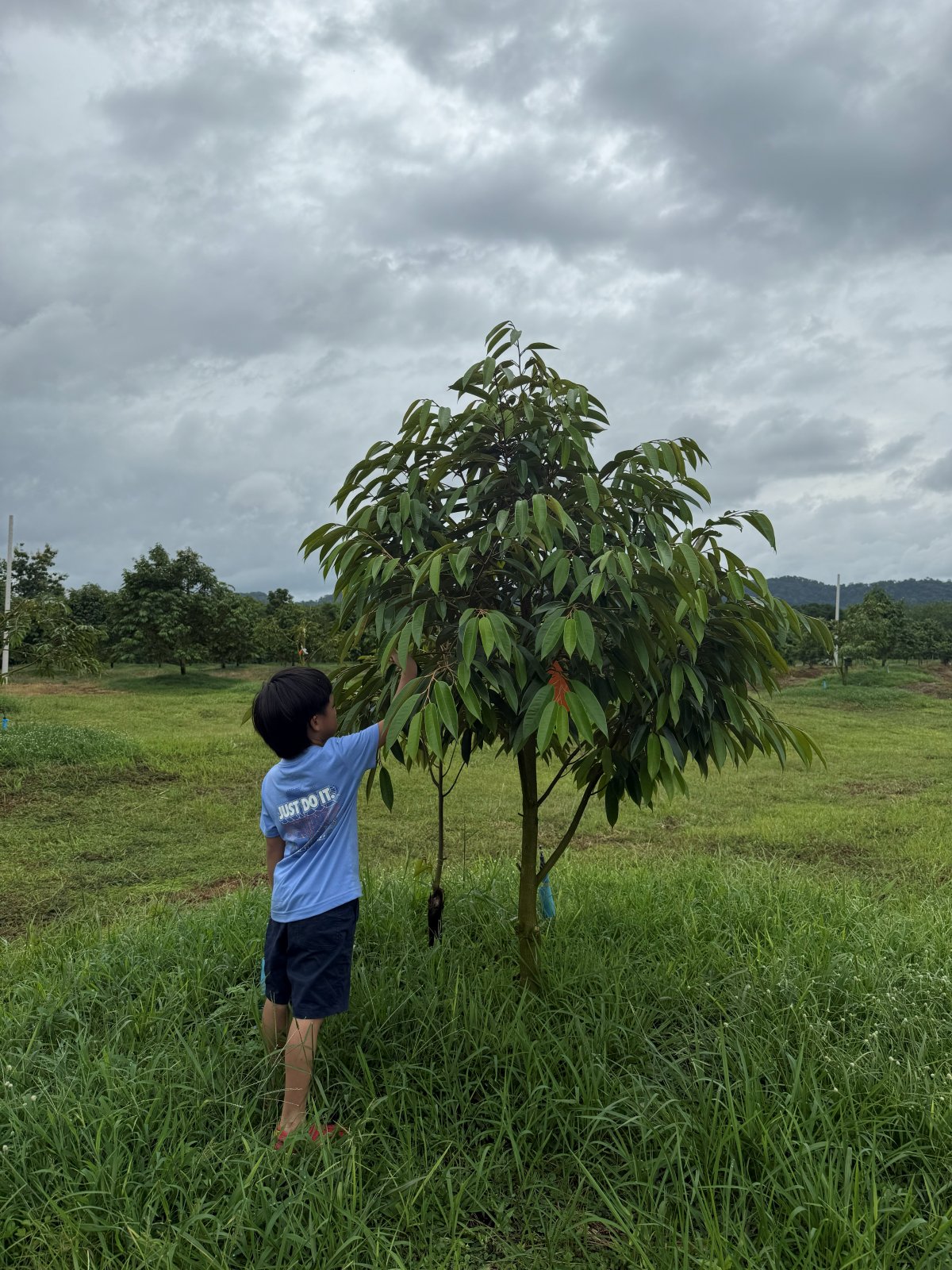 ต้นทุเรียนหมายเลข 194 สวน Scenic Durian Land