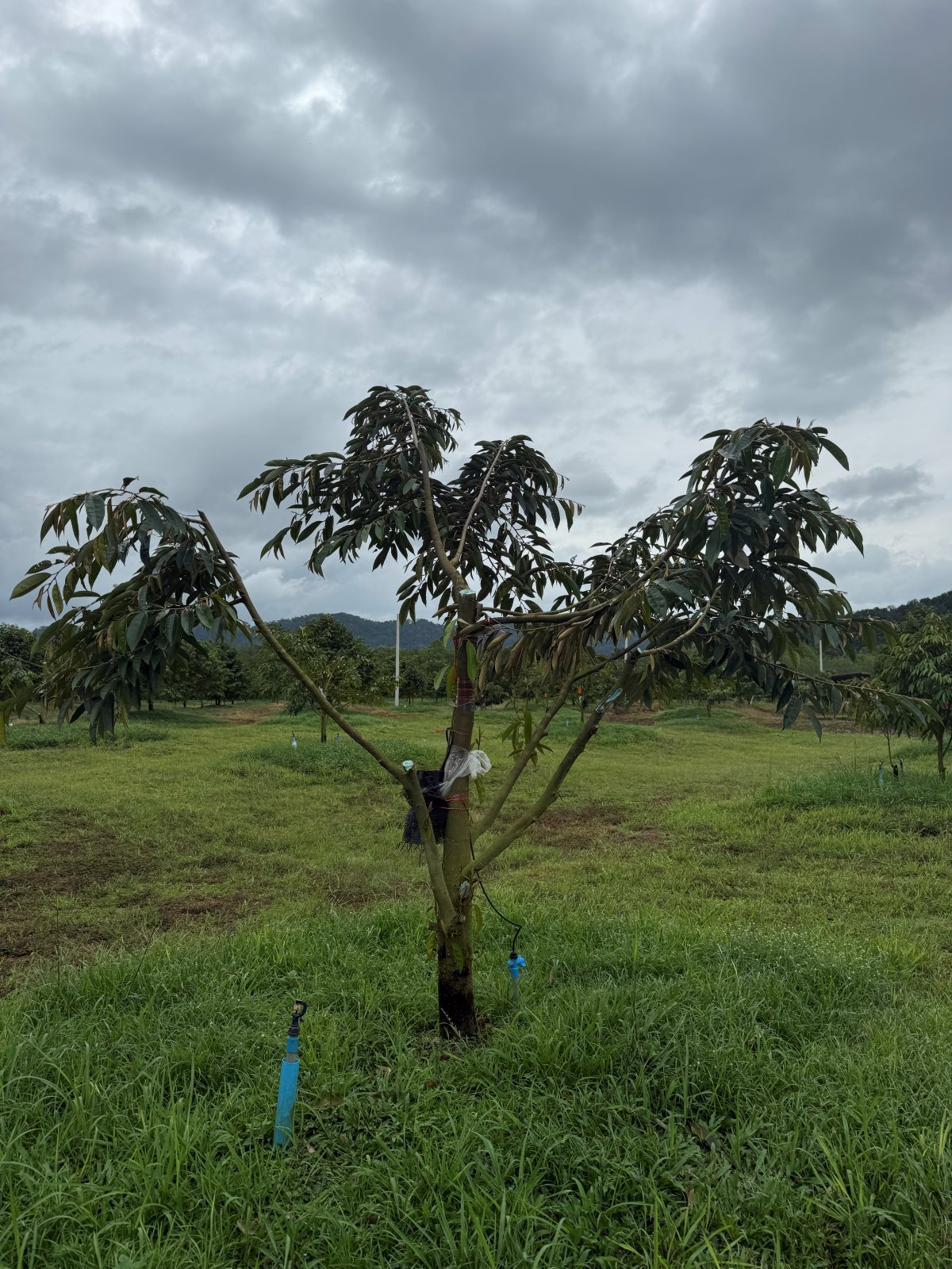 ต้นทุเรียนหมายเลข 195 สวน Scenic Durian Land