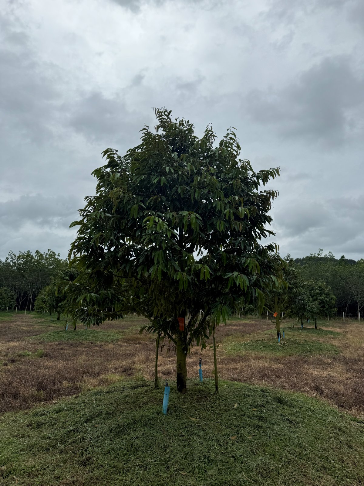 ต้นทุเรียนหมายเลข 20 สวน Scenic Durian Land