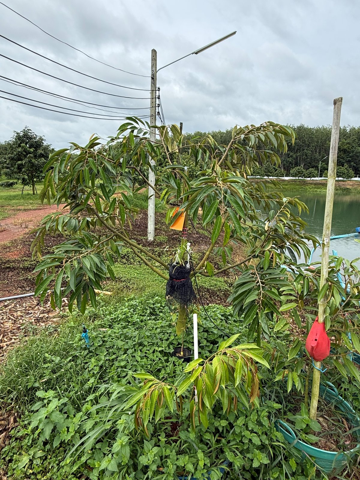 ต้นทุเรียนหมายเลข 200 สวน Scenic Durian Land