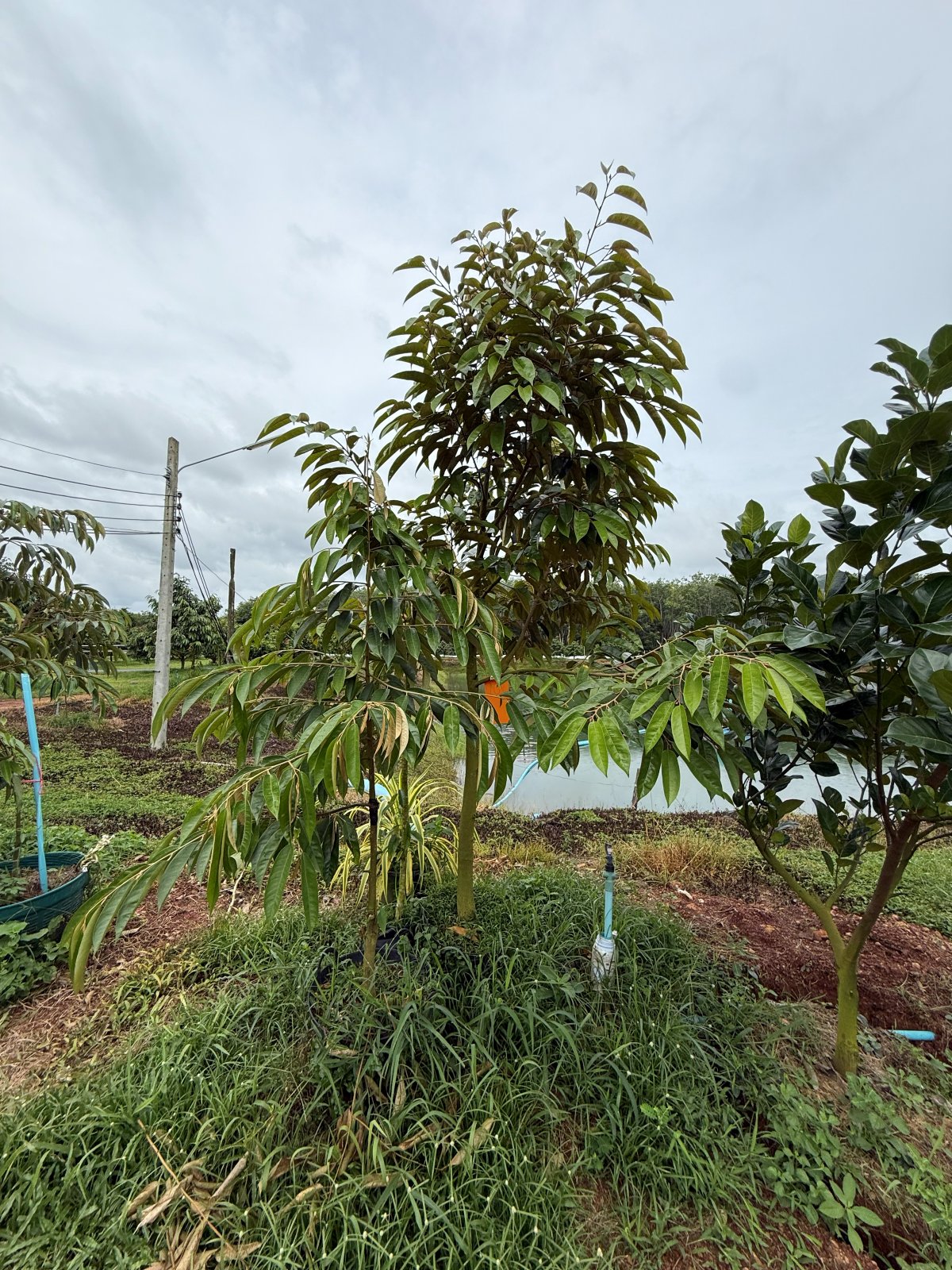 ต้นทุเรียนหมายเลข 201 สวน Scenic Durian Land