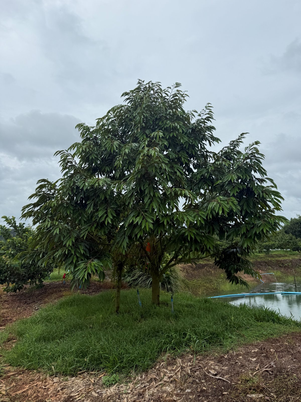 ต้นทุเรียนหมายเลข 203 สวน Scenic Durian Land