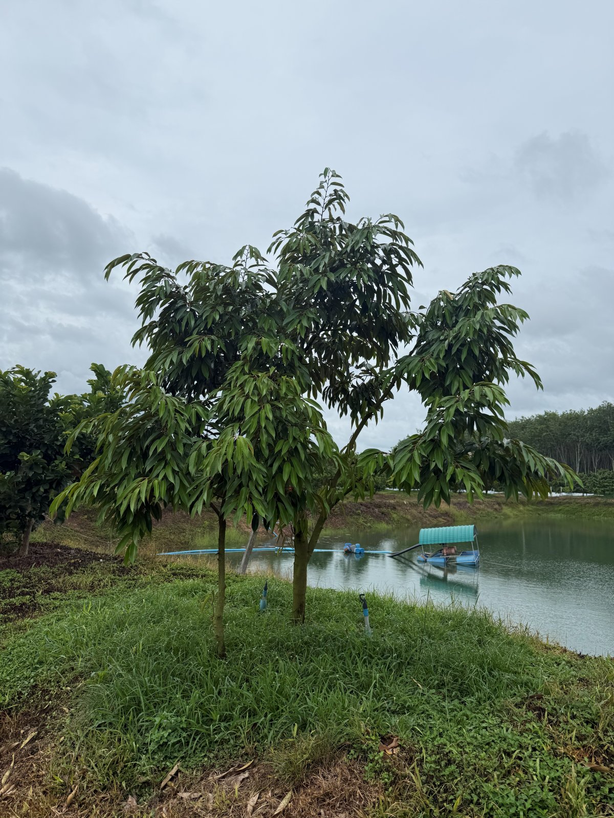 ต้นทุเรียนหมายเลข 204 สวน Scenic Durian Land