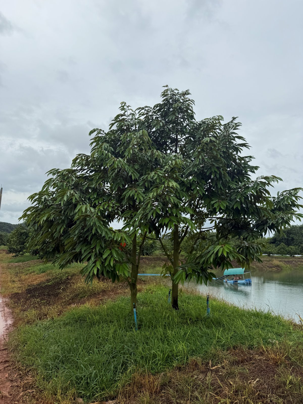 ต้นทุเรียนหมายเลข 205 สวน Scenic Durian Land