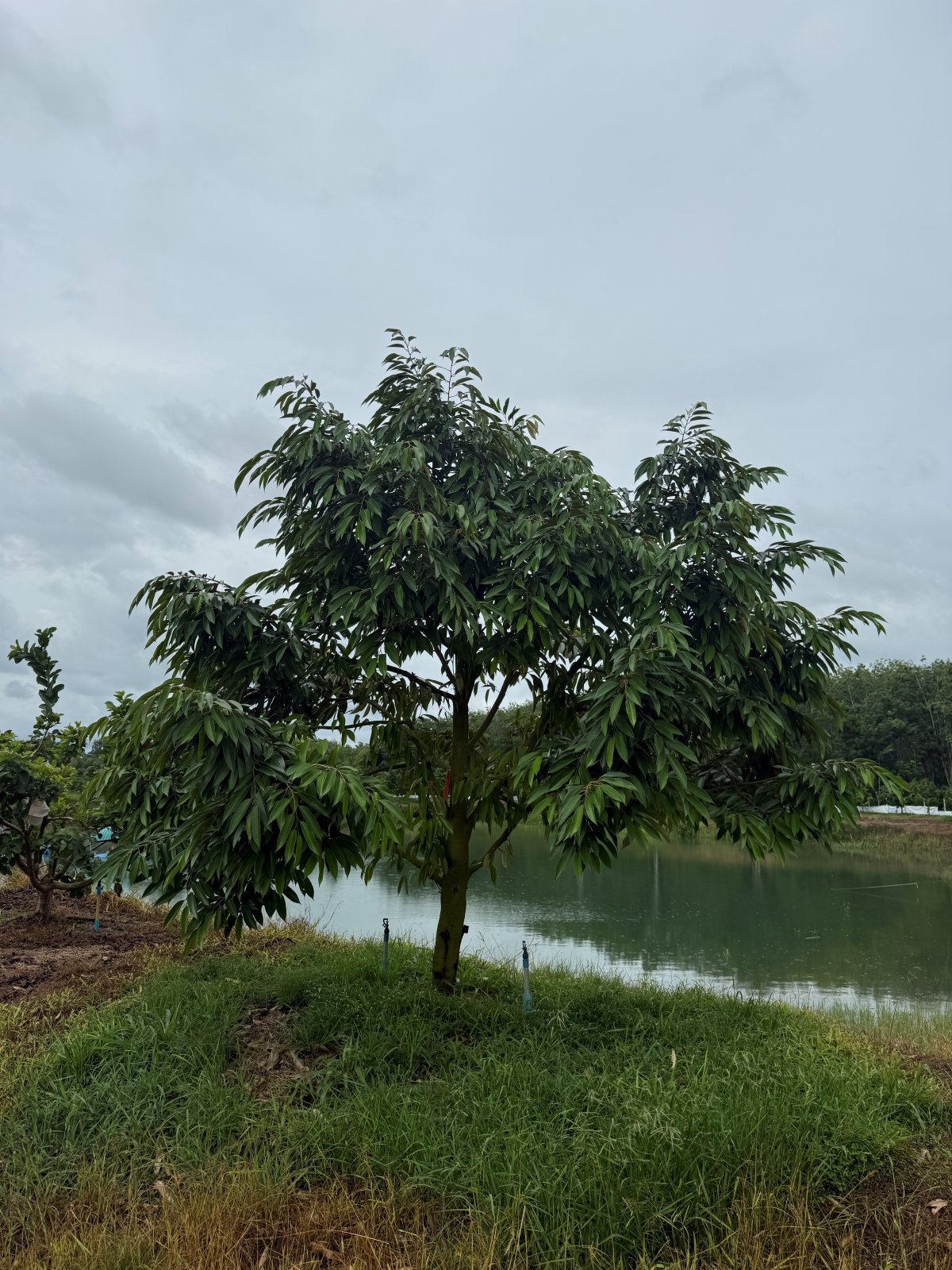 ต้นทุเรียนหมายเลข 207 สวน Scenic Durian Land