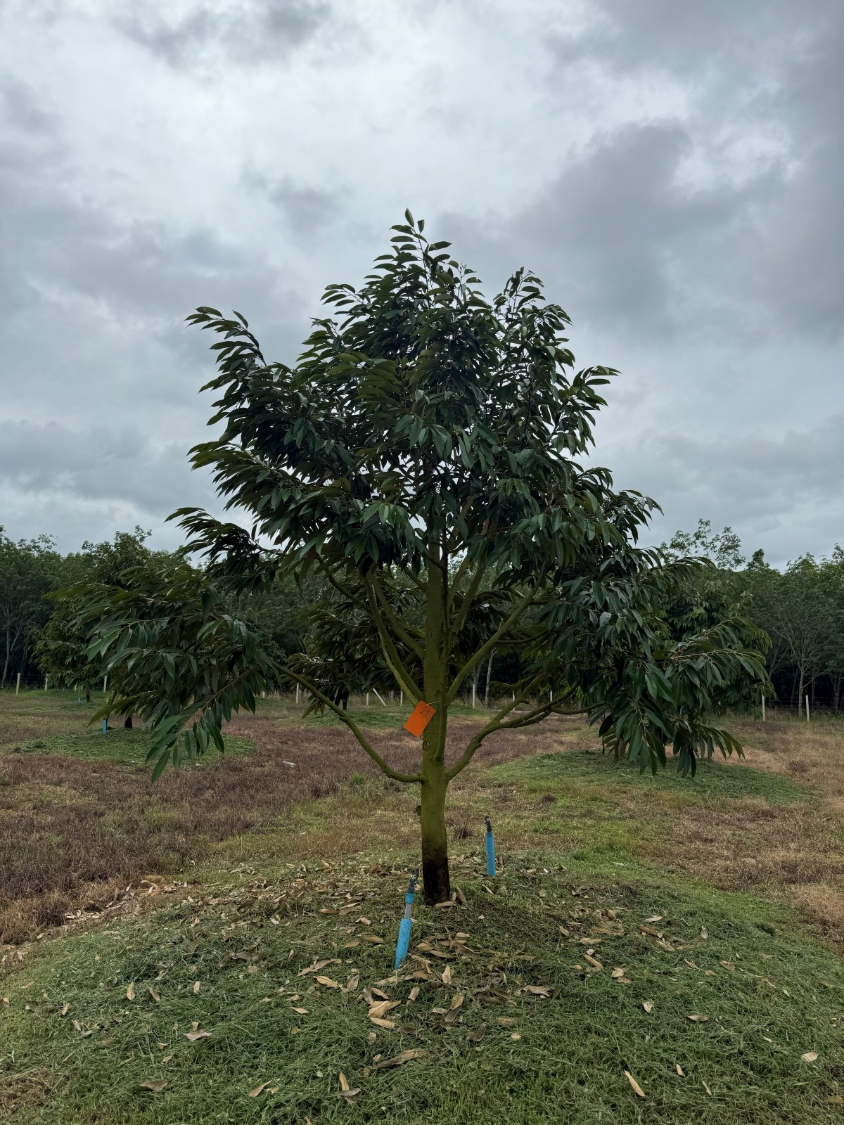 ต้นทุเรียนหมายเลข 21 สวน Scenic Durian Land