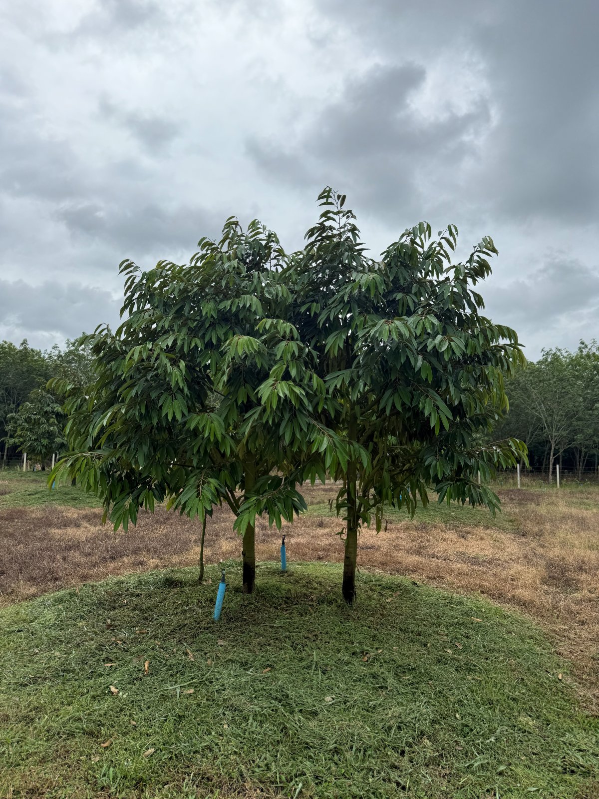 ต้นทุเรียนหมายเลข 22 สวน Scenic Durian Land