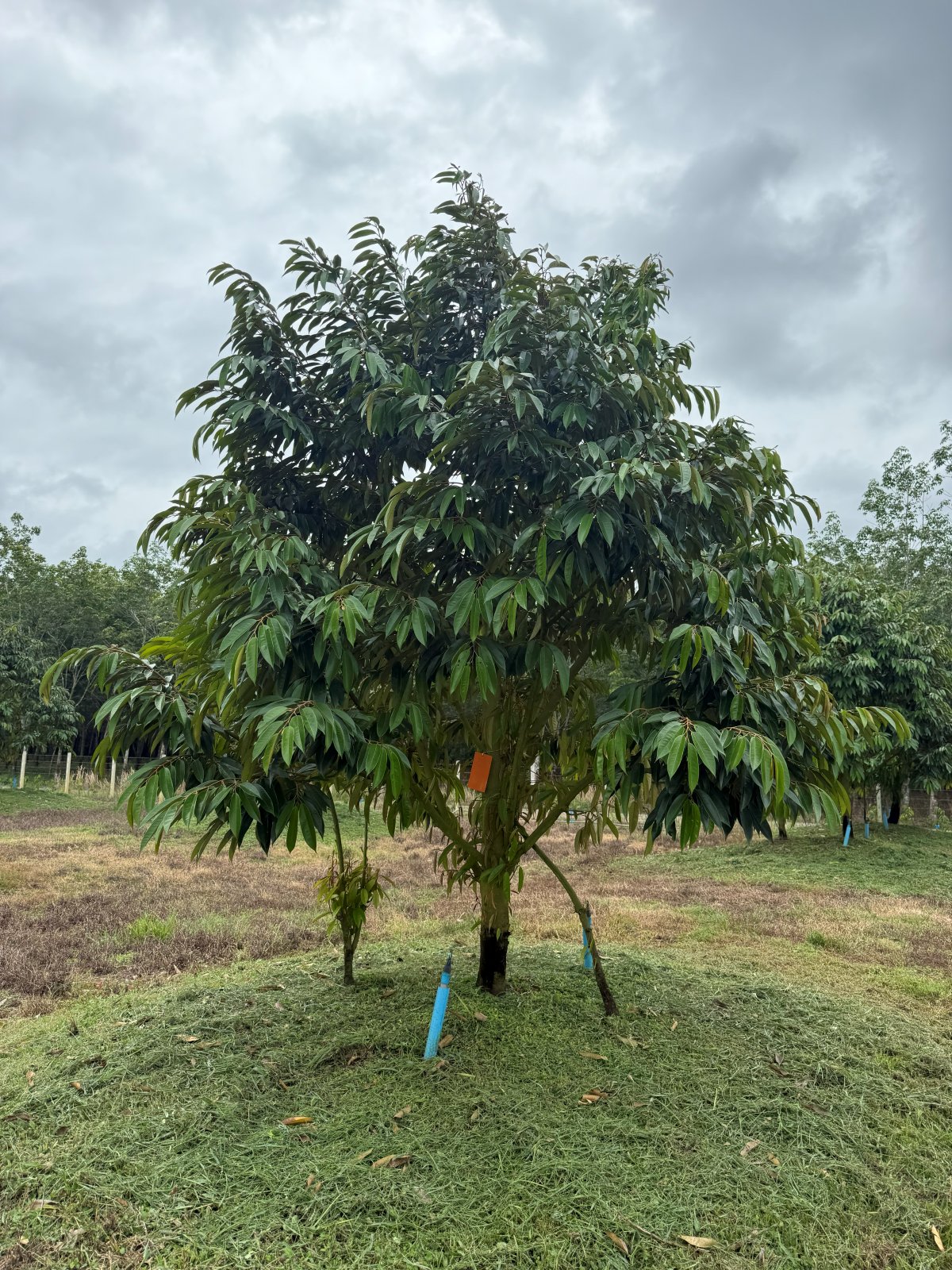 ต้นทุเรียนหมายเลข 23 สวน Scenic Durian Land