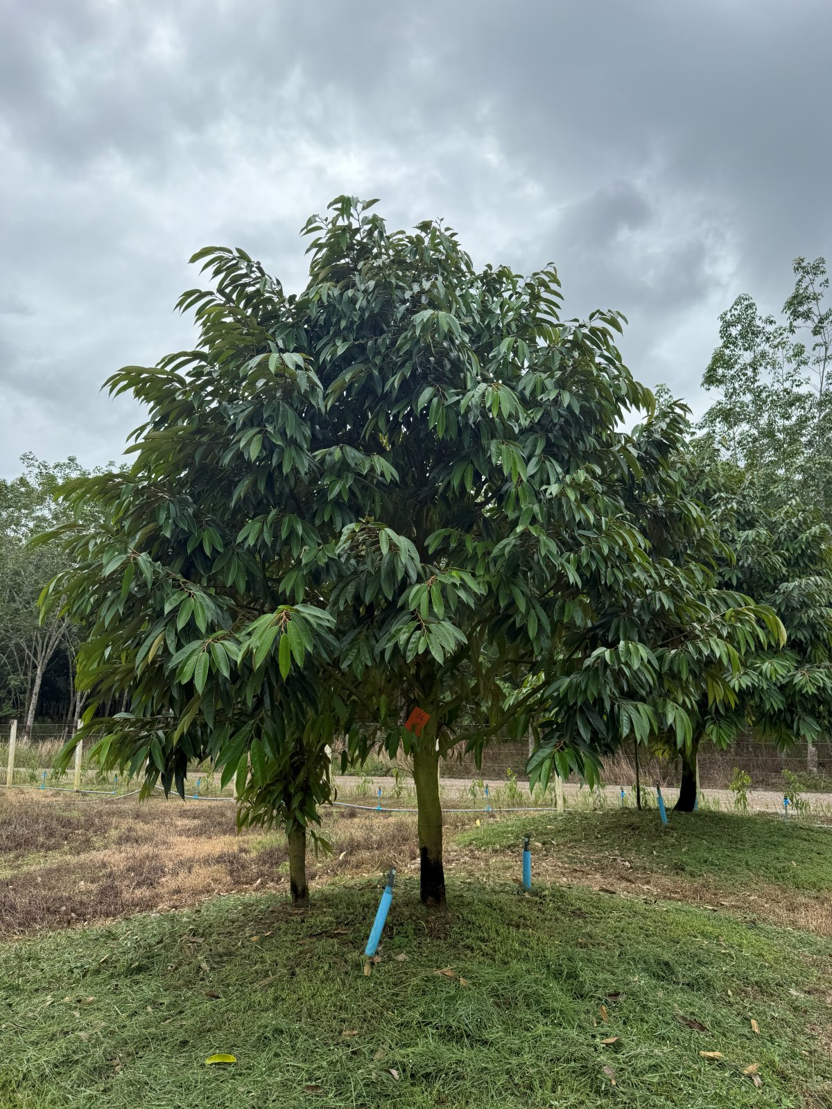 ต้นทุเรียนหมายเลข 24 สวน Scenic Durian Land