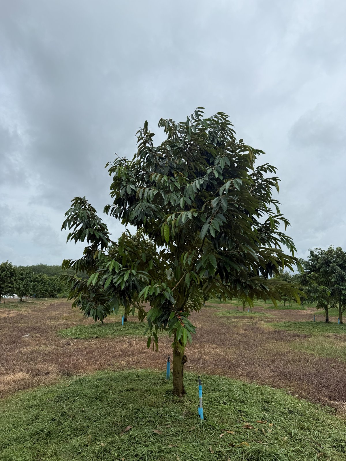 ต้นทุเรียนหมายเลข 27 สวน Scenic Durian Land