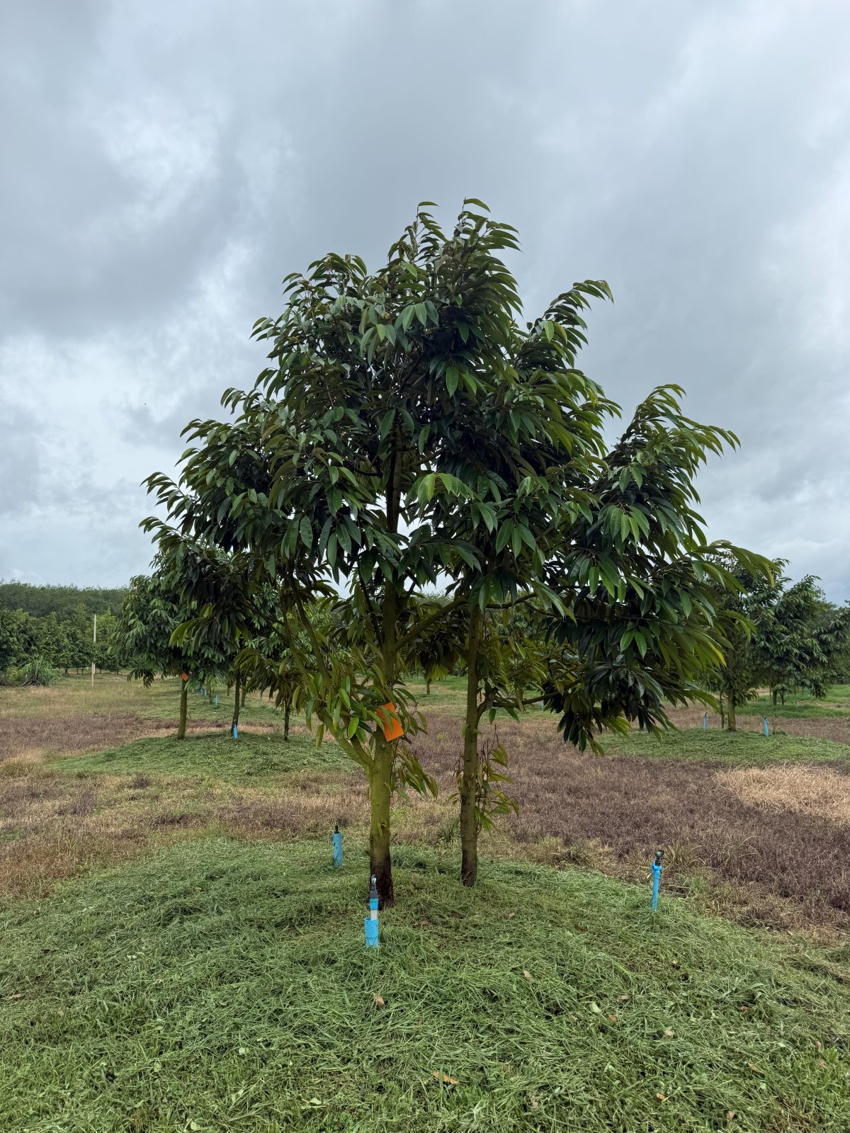 ต้นทุเรียนหมายเลข 30 สวน Scenic Durian Land