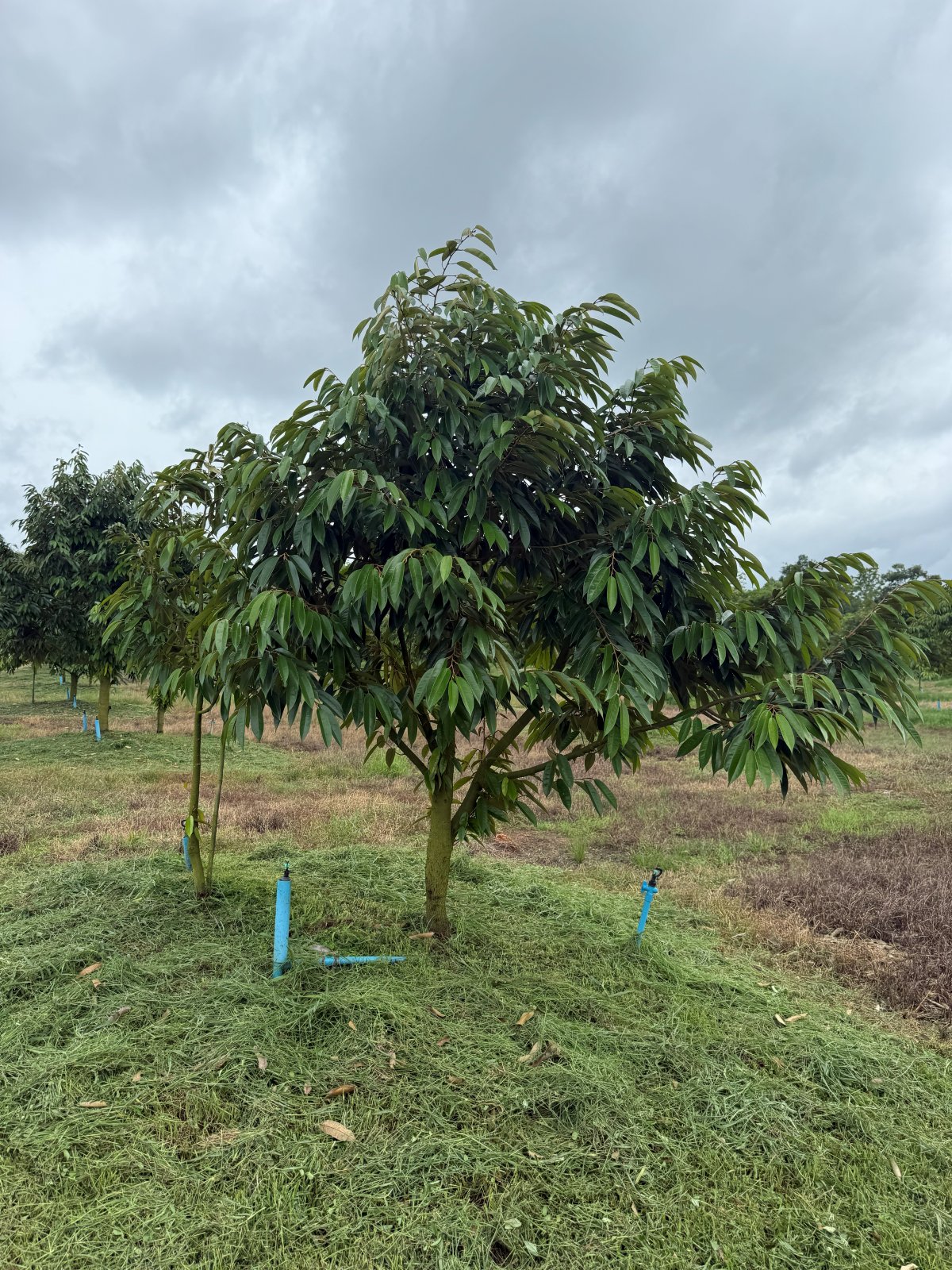 ต้นทุเรียนหมายเลข 32 สวน Scenic Durian Land