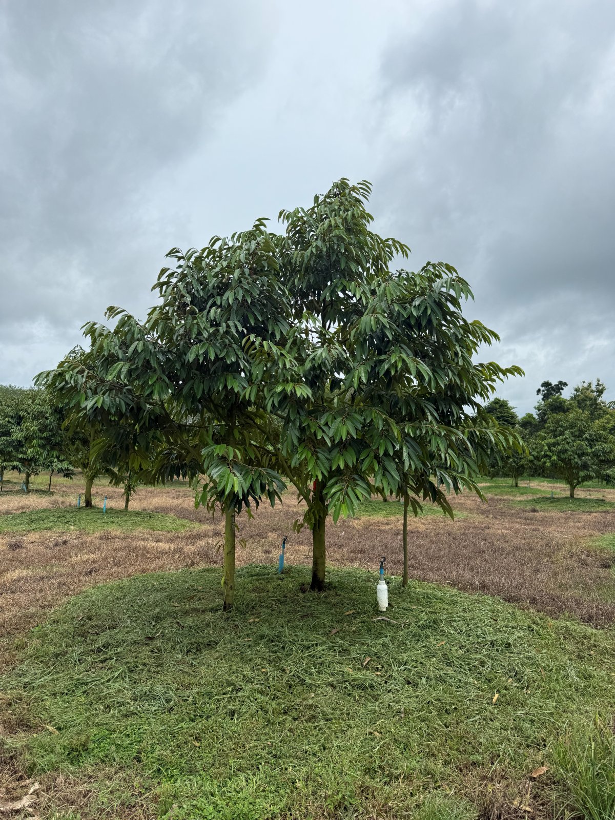 ต้นทุเรียนหมายเลข 37 สวน Scenic Durian Land